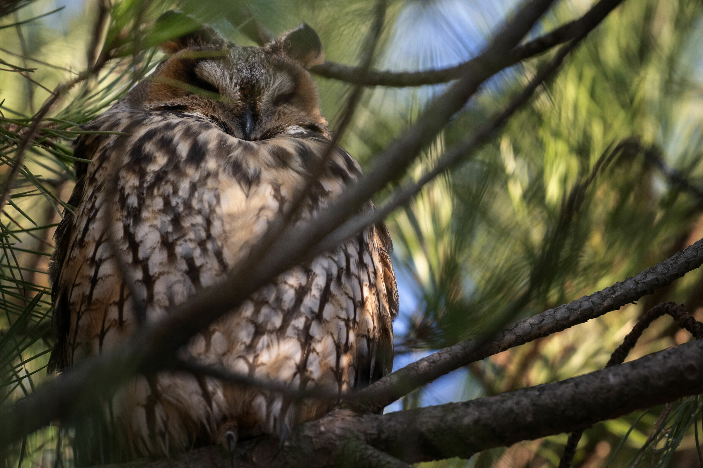 Asio otus - Short-eared owl...