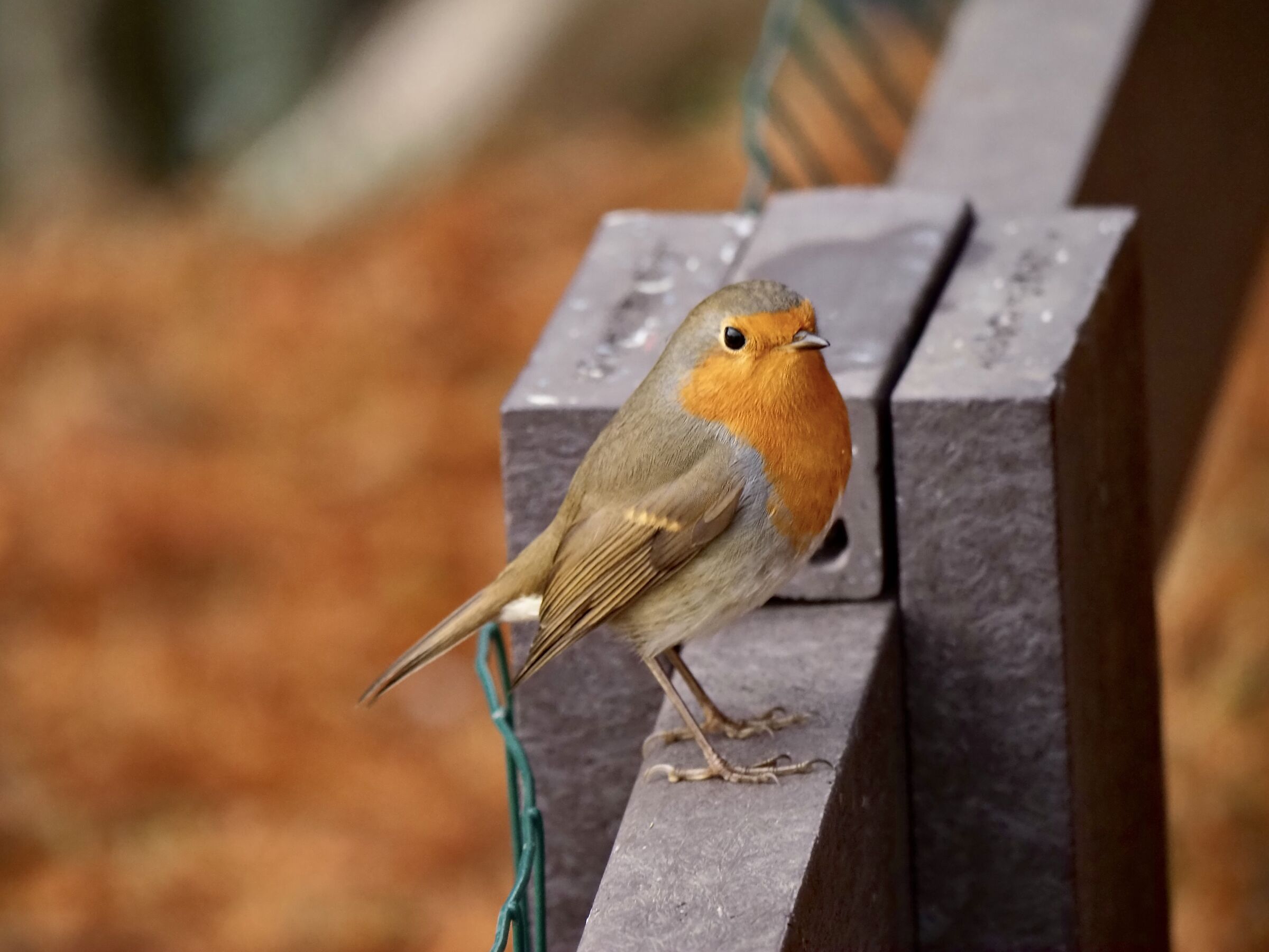 A cute robin...