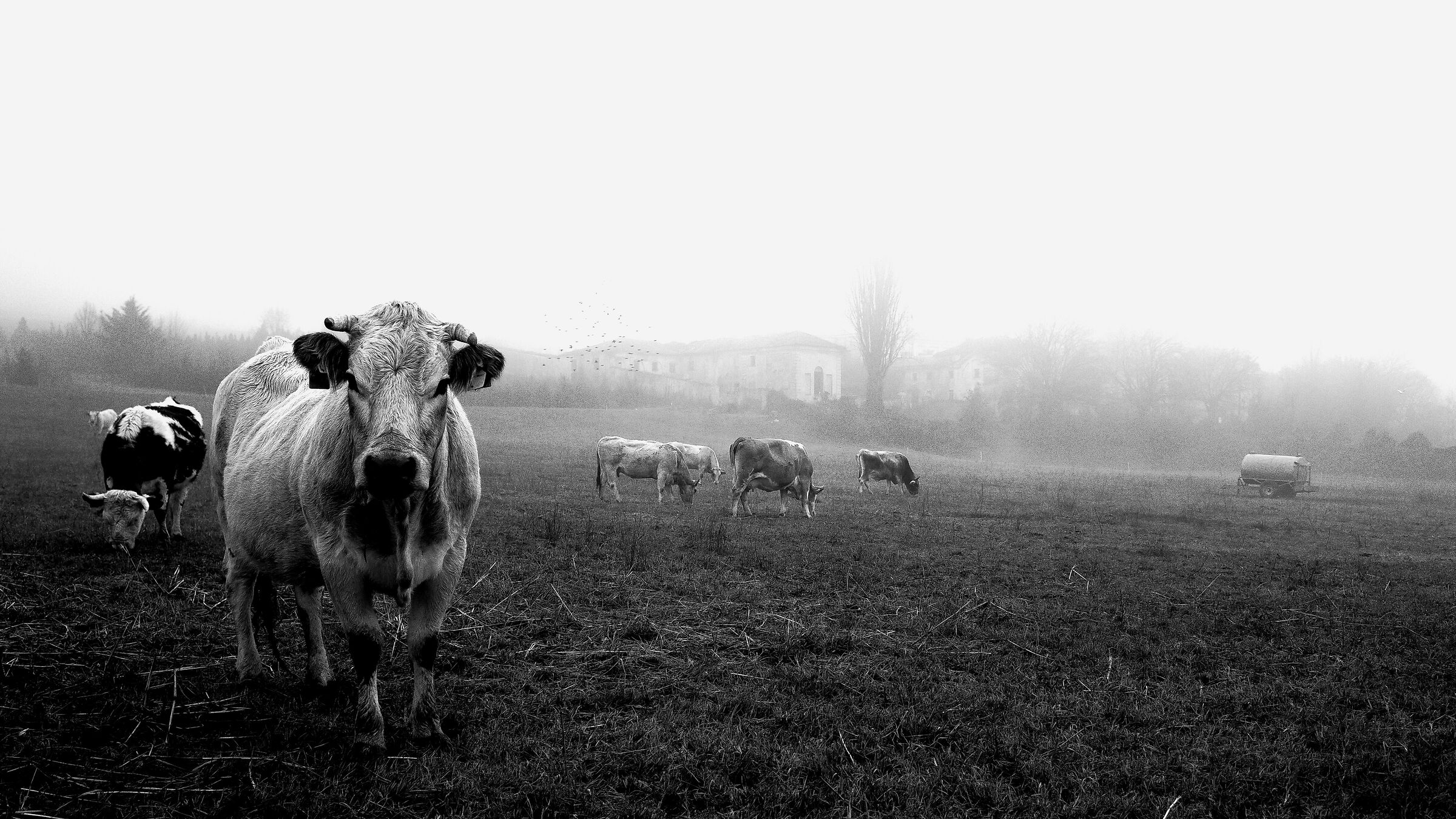 Pastures in the fog ...
