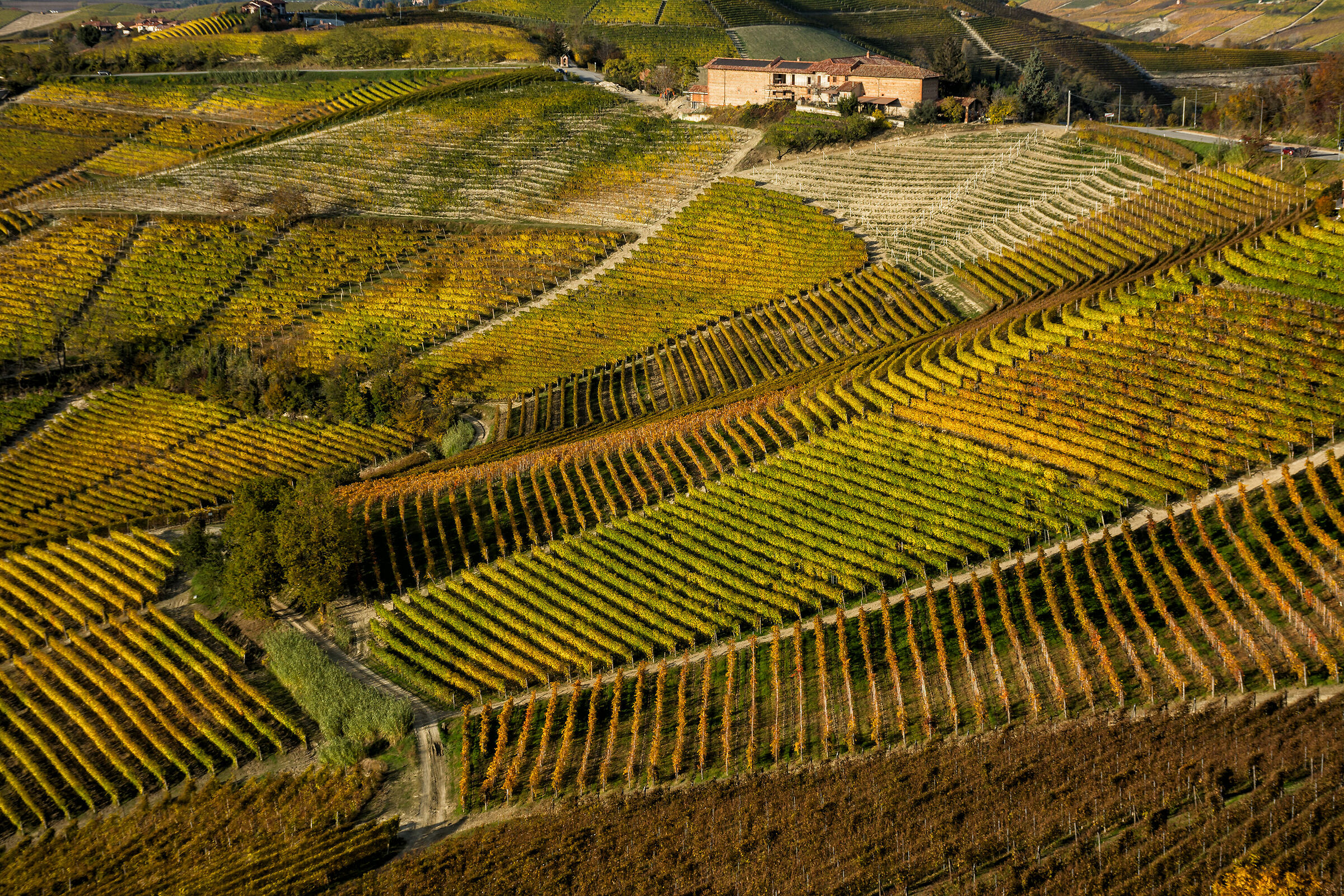 The geometry of the vineyards...