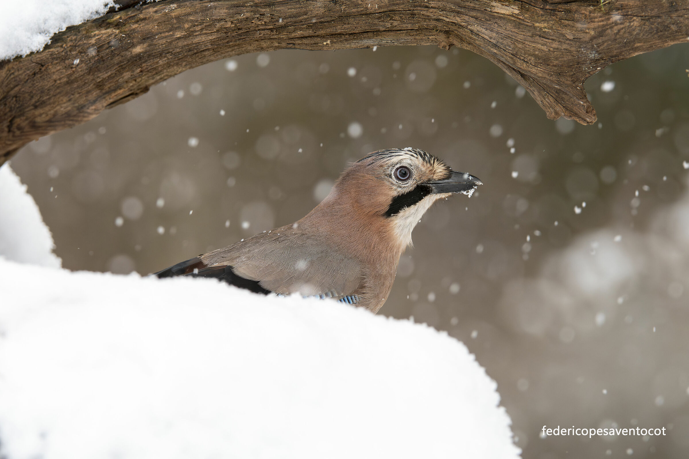Jay in the snow ...