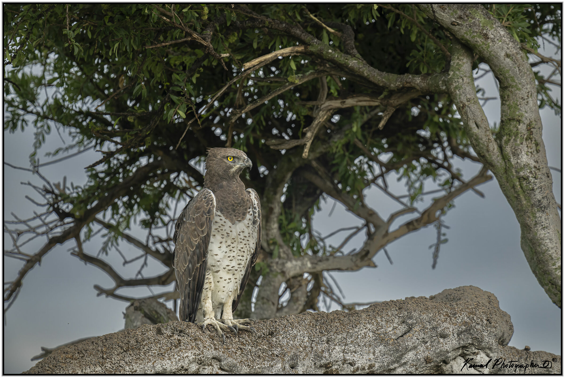  Martial Eagle (Polemaetus bellicosus)...