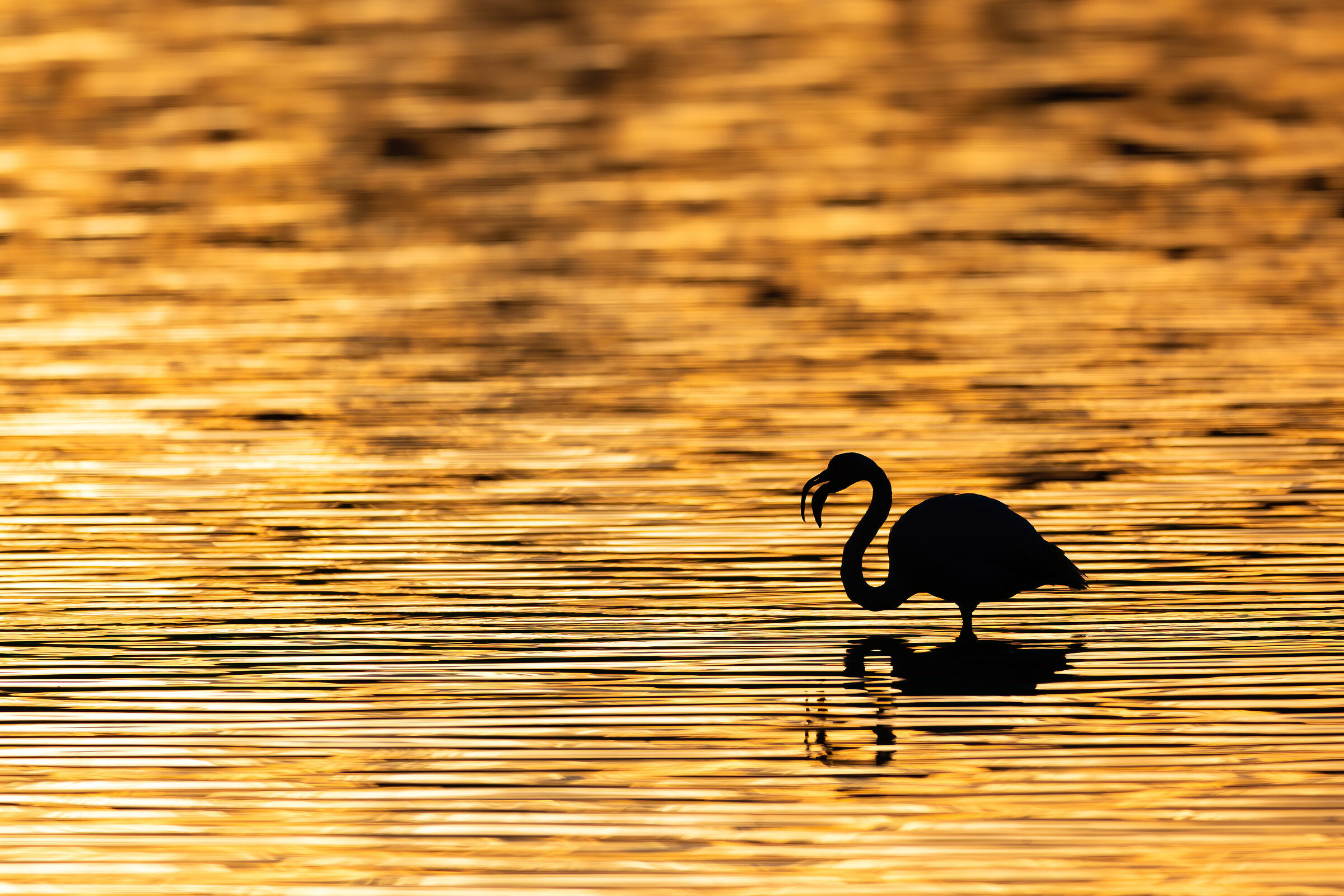 Golden Flamingo...