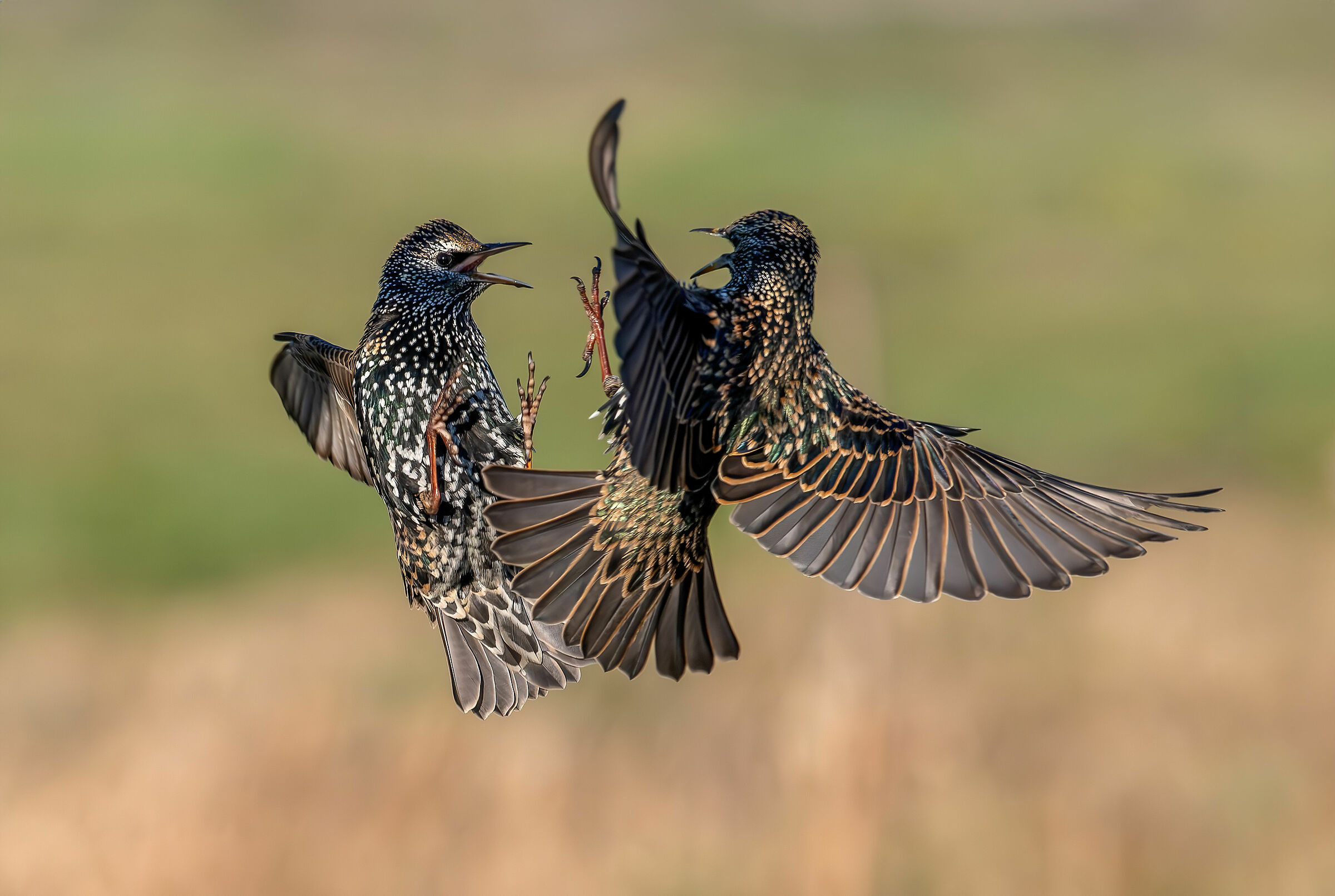 Combat starlings at altitude #capannocora...