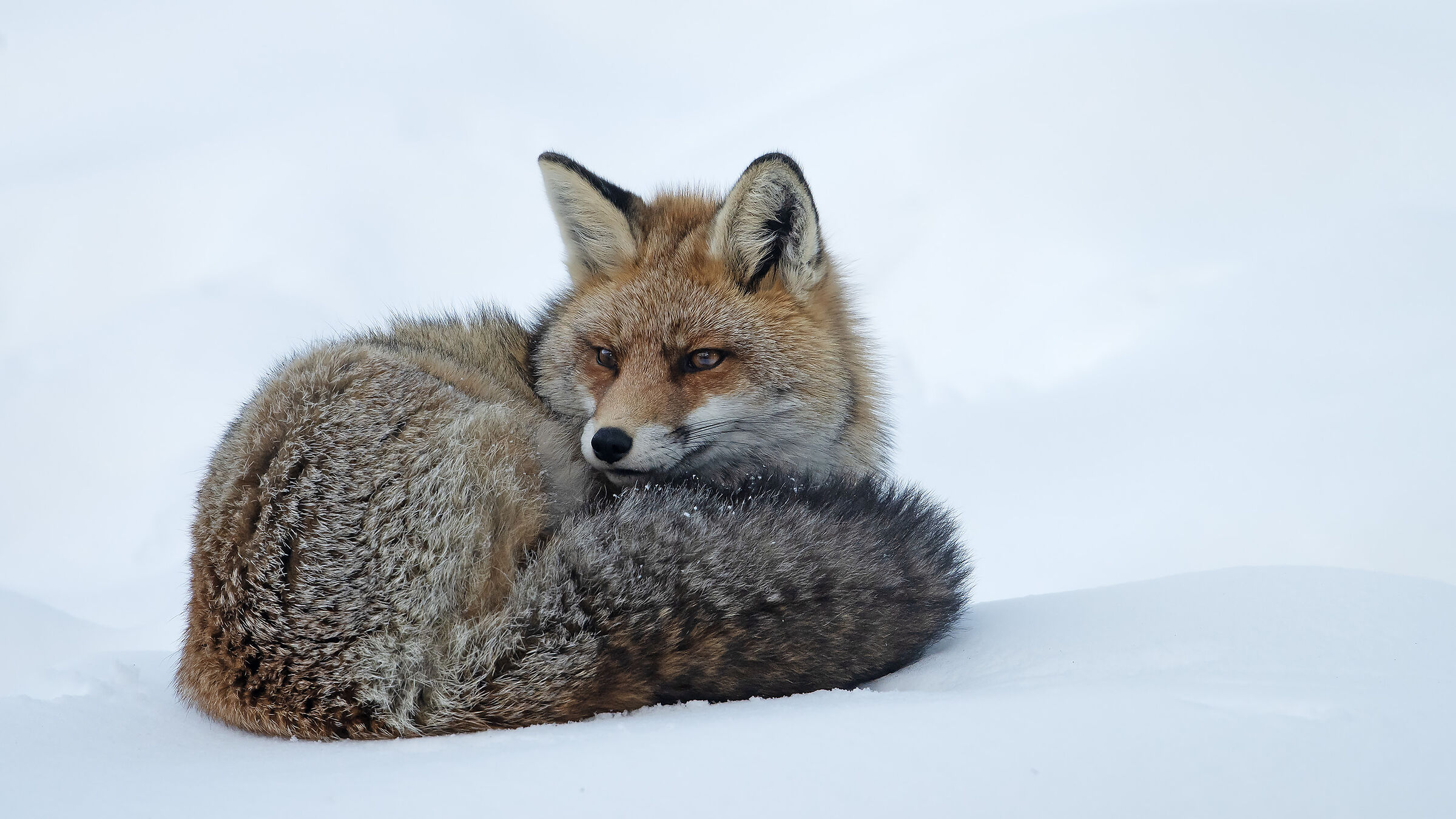 The Fox's Winter...