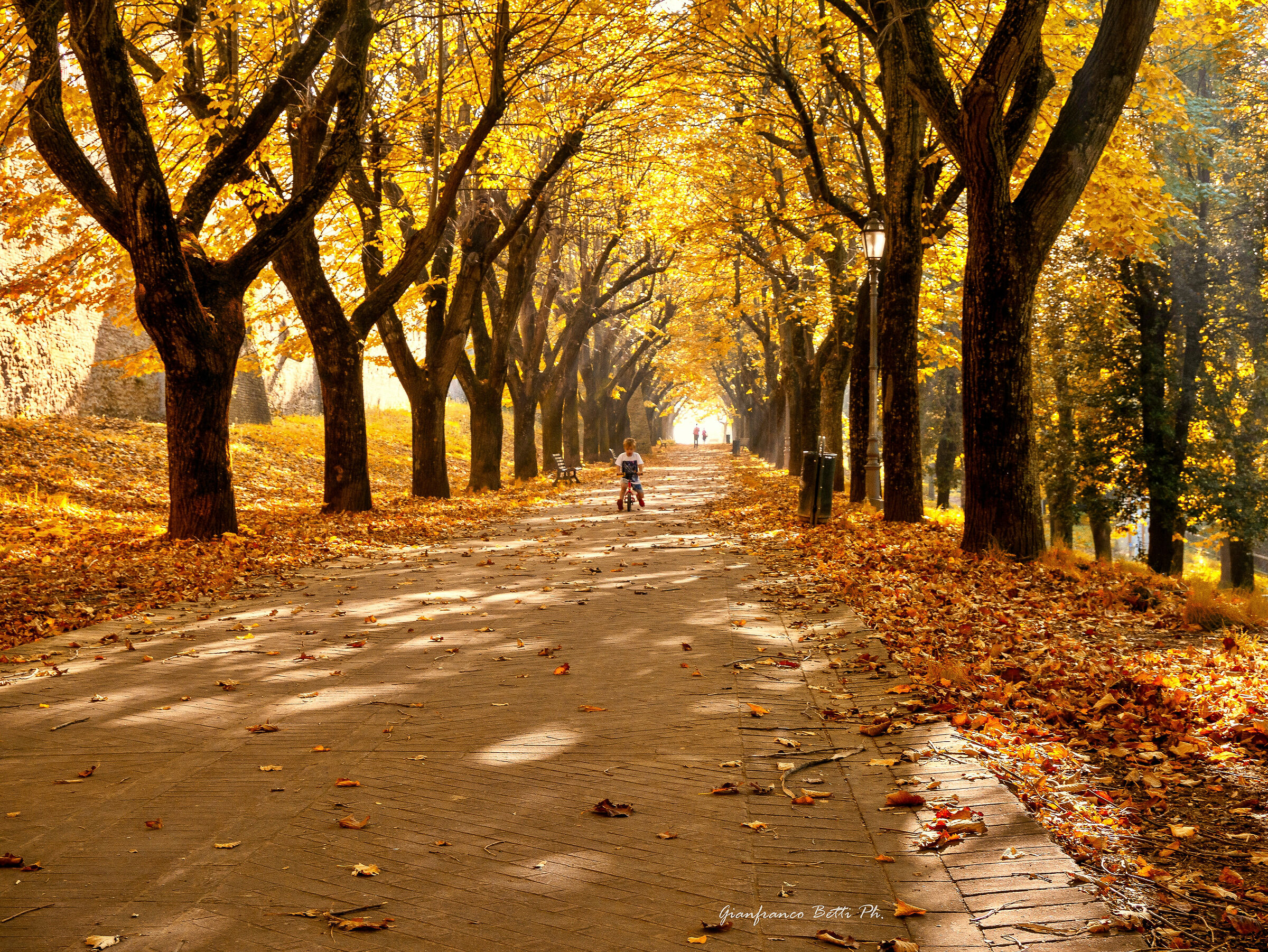 Autumn in the avenue...