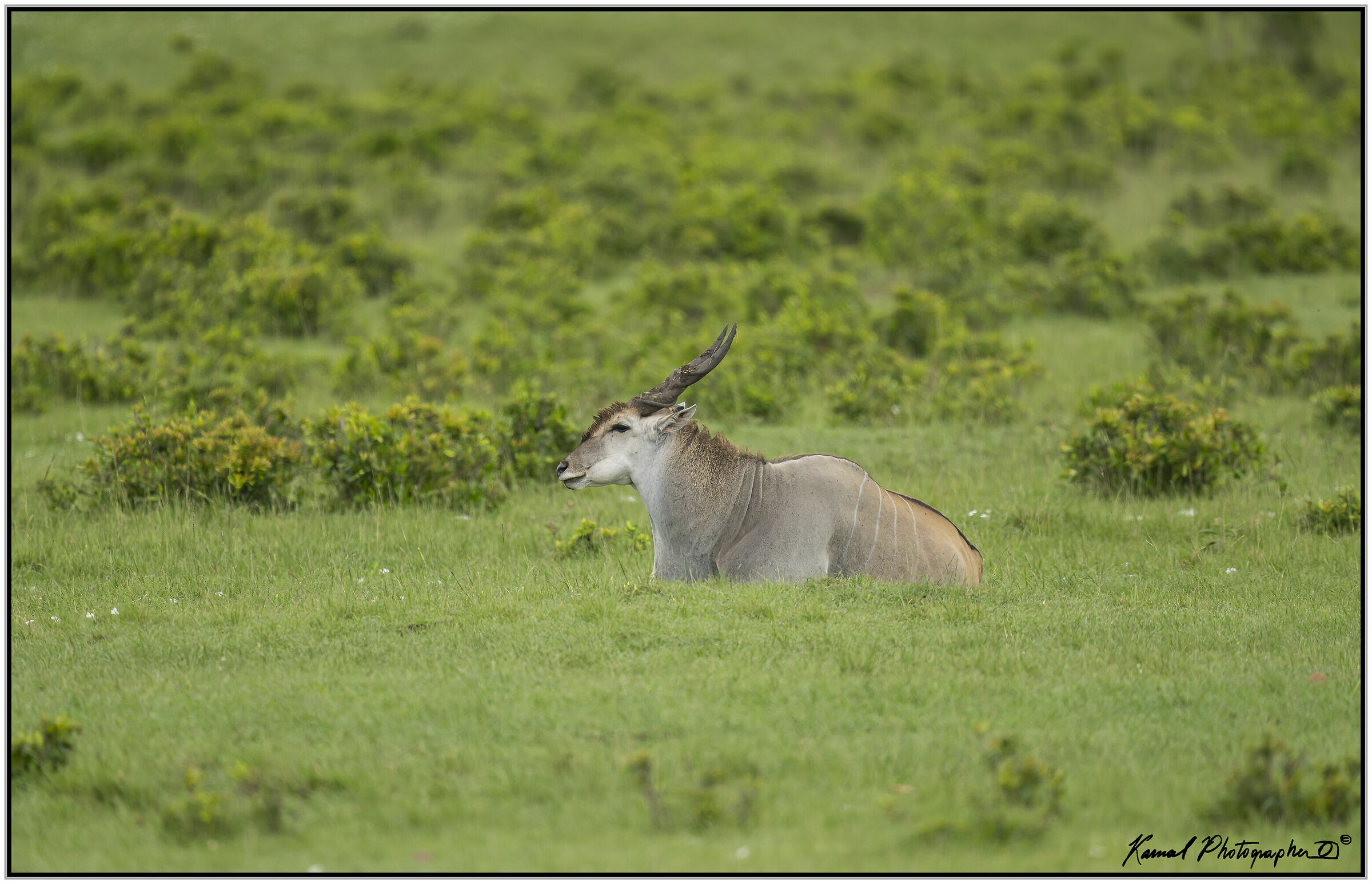 Great Antelope (Taurotragus oryx)...