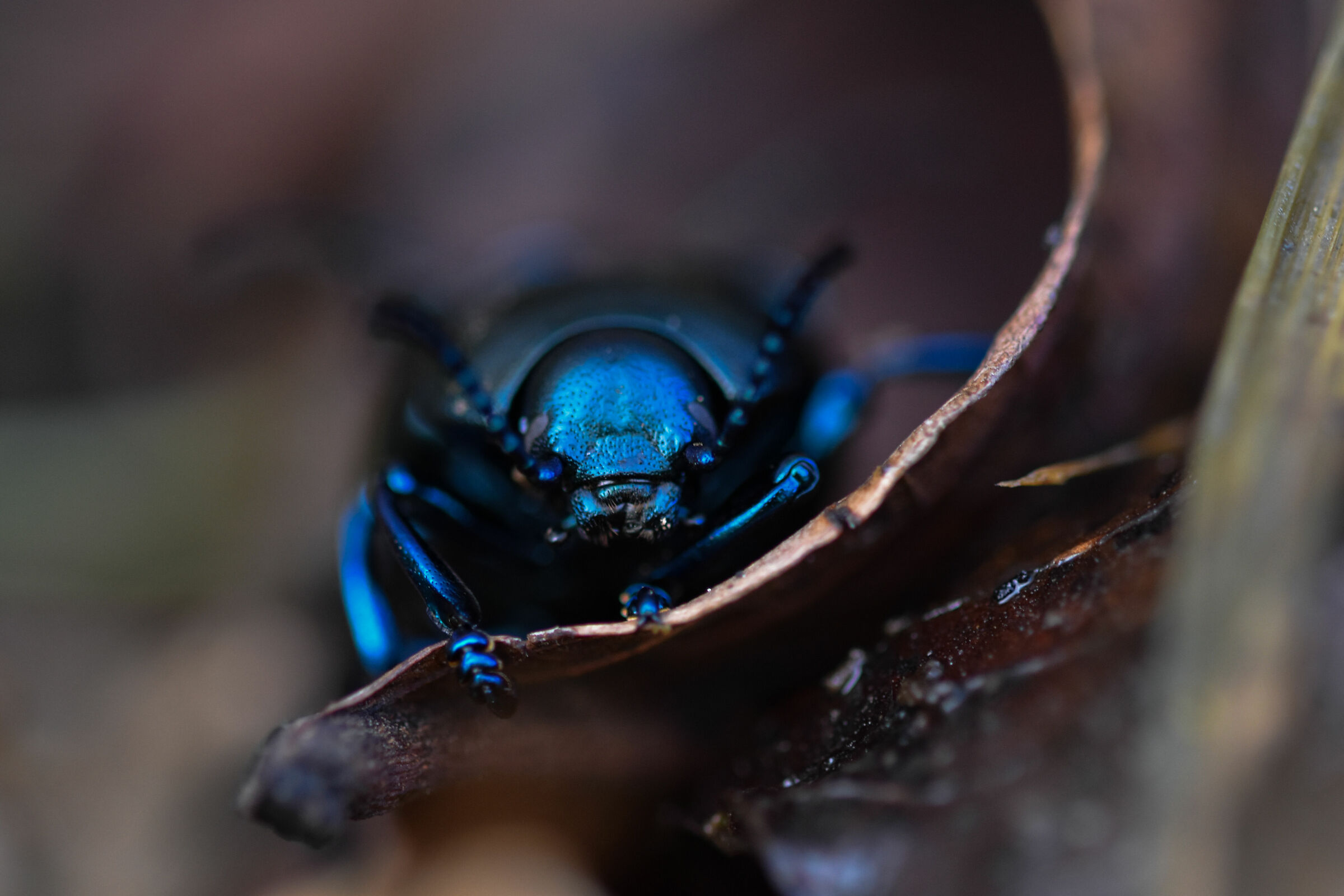 A lapis lazuli beetle...