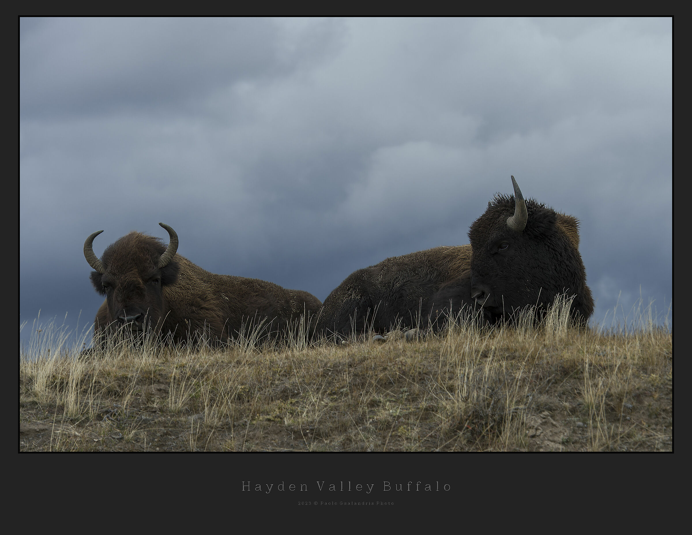 Hayden Valley Buffalo...