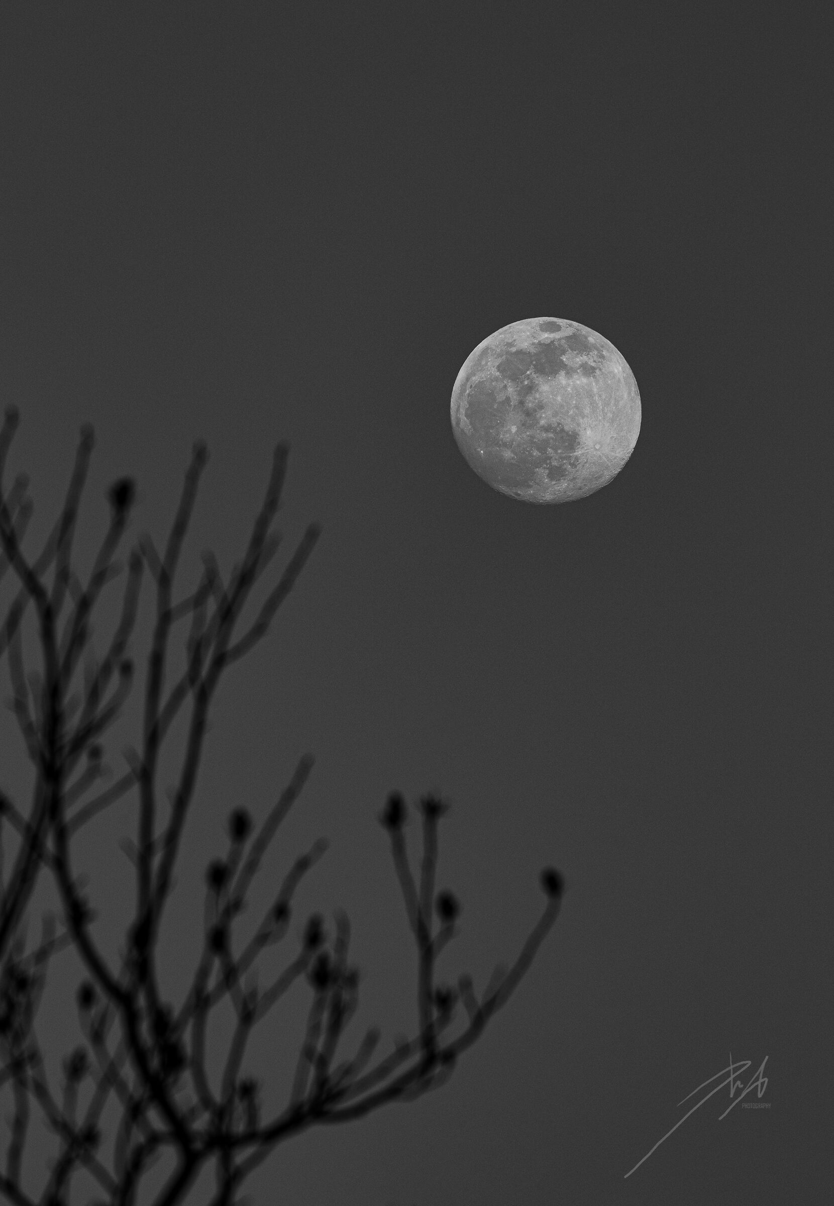 Moon with branches...