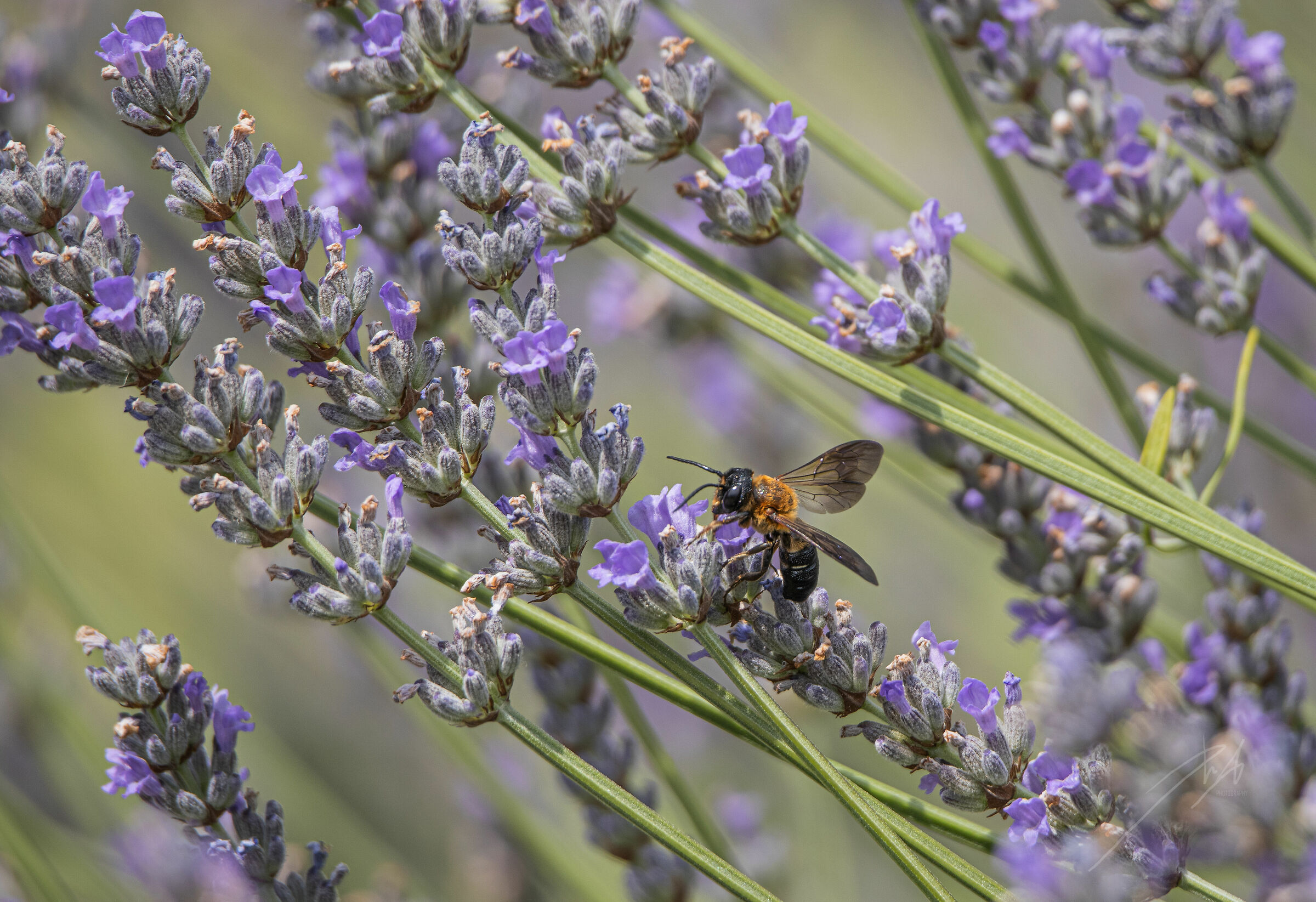 Wasp and lavender 1...