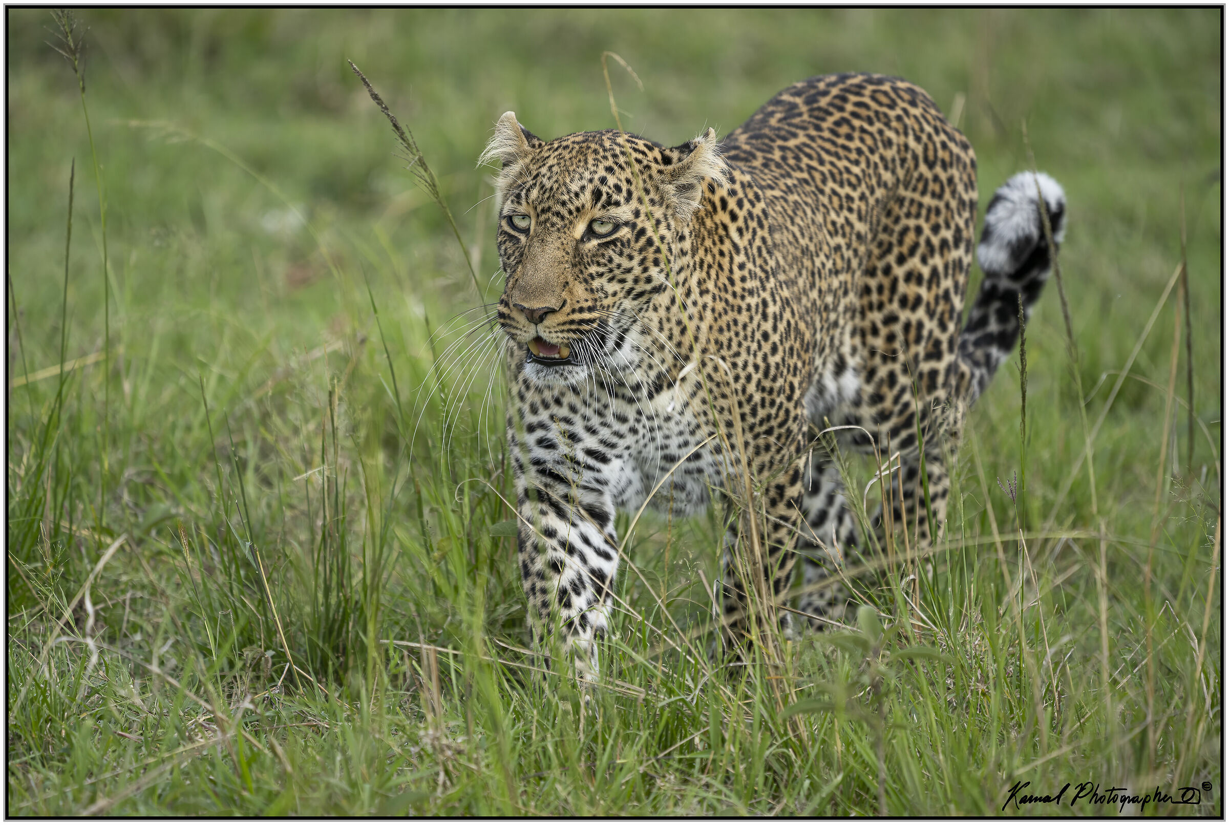 Leopardo(Panthera pardus)...