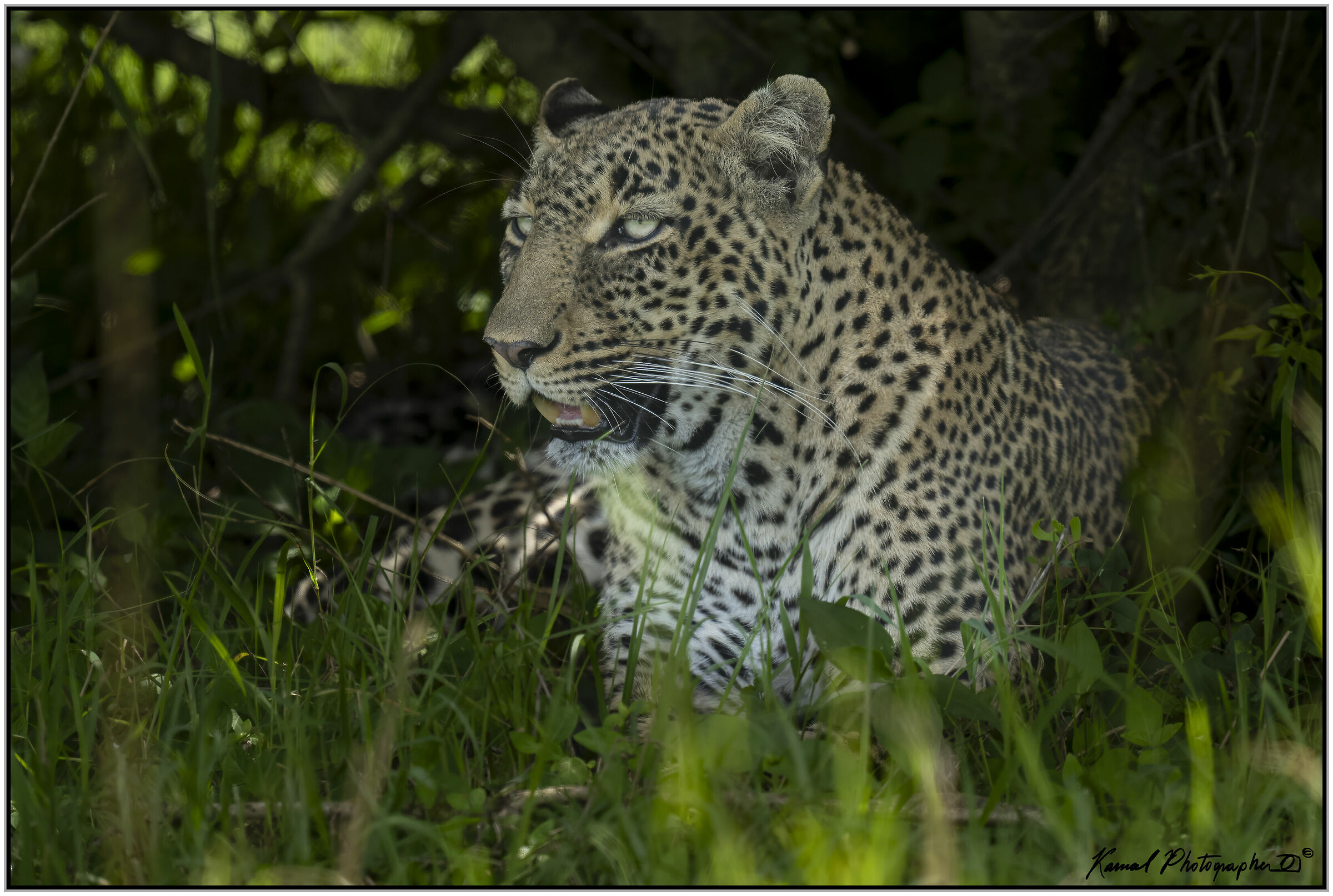  Leopard (Panthera pardus)...