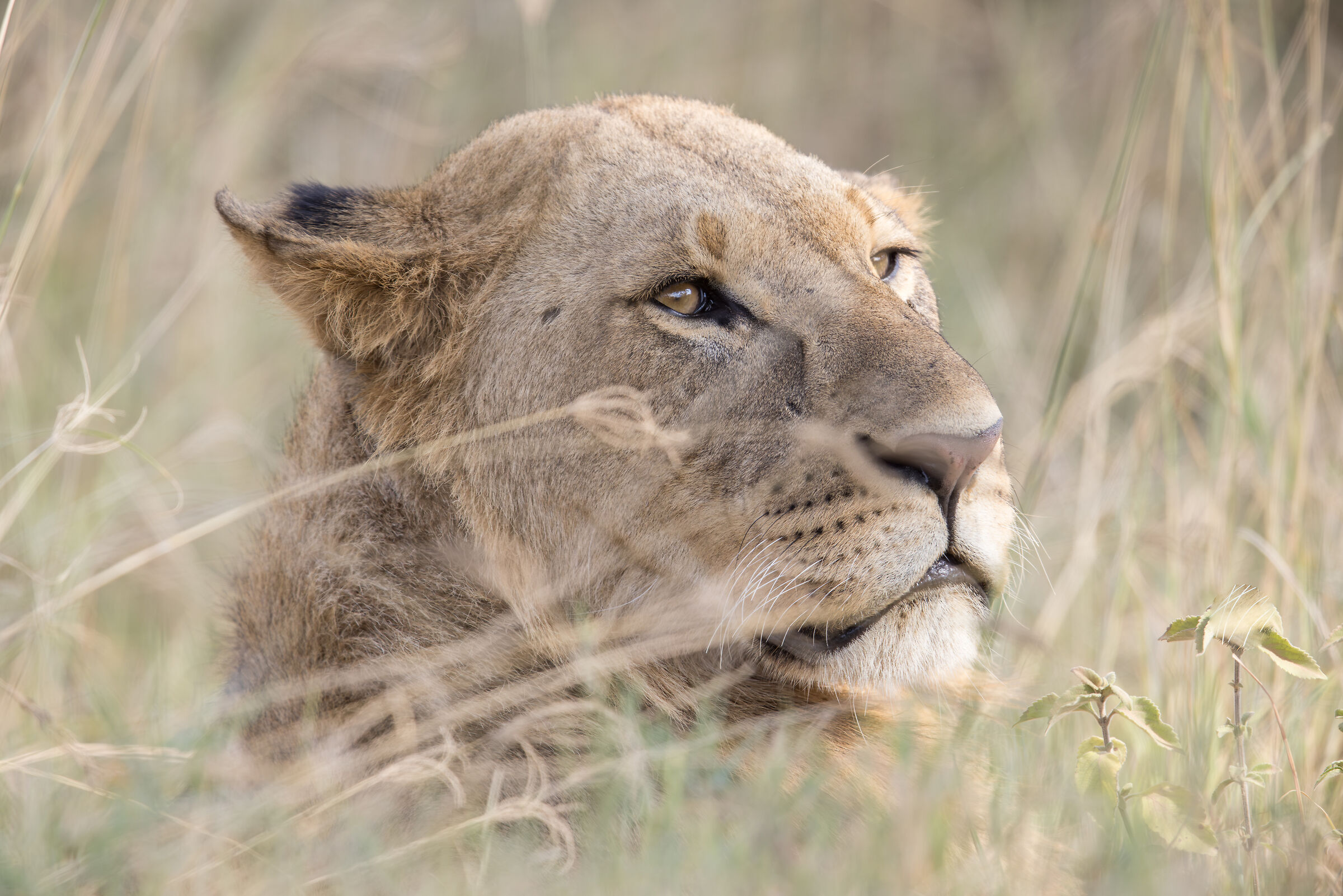 Lioness, Lake Nakuru National Park...