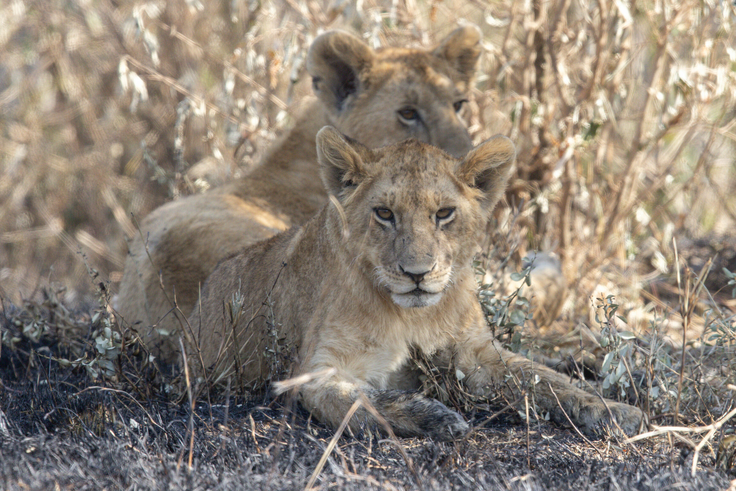 Lion Cubs, Masai Mara Game Reserve ...