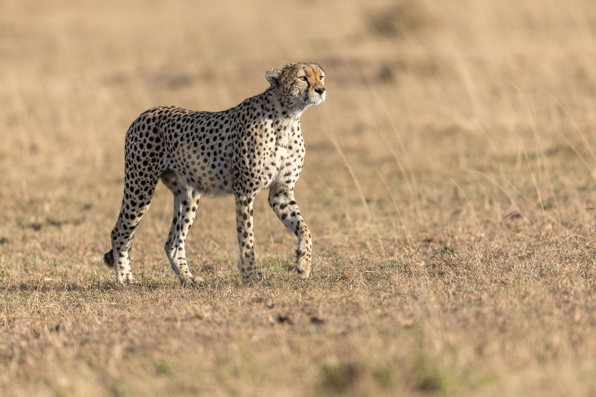 Cheetah, Masai Mara Game Reserve ...