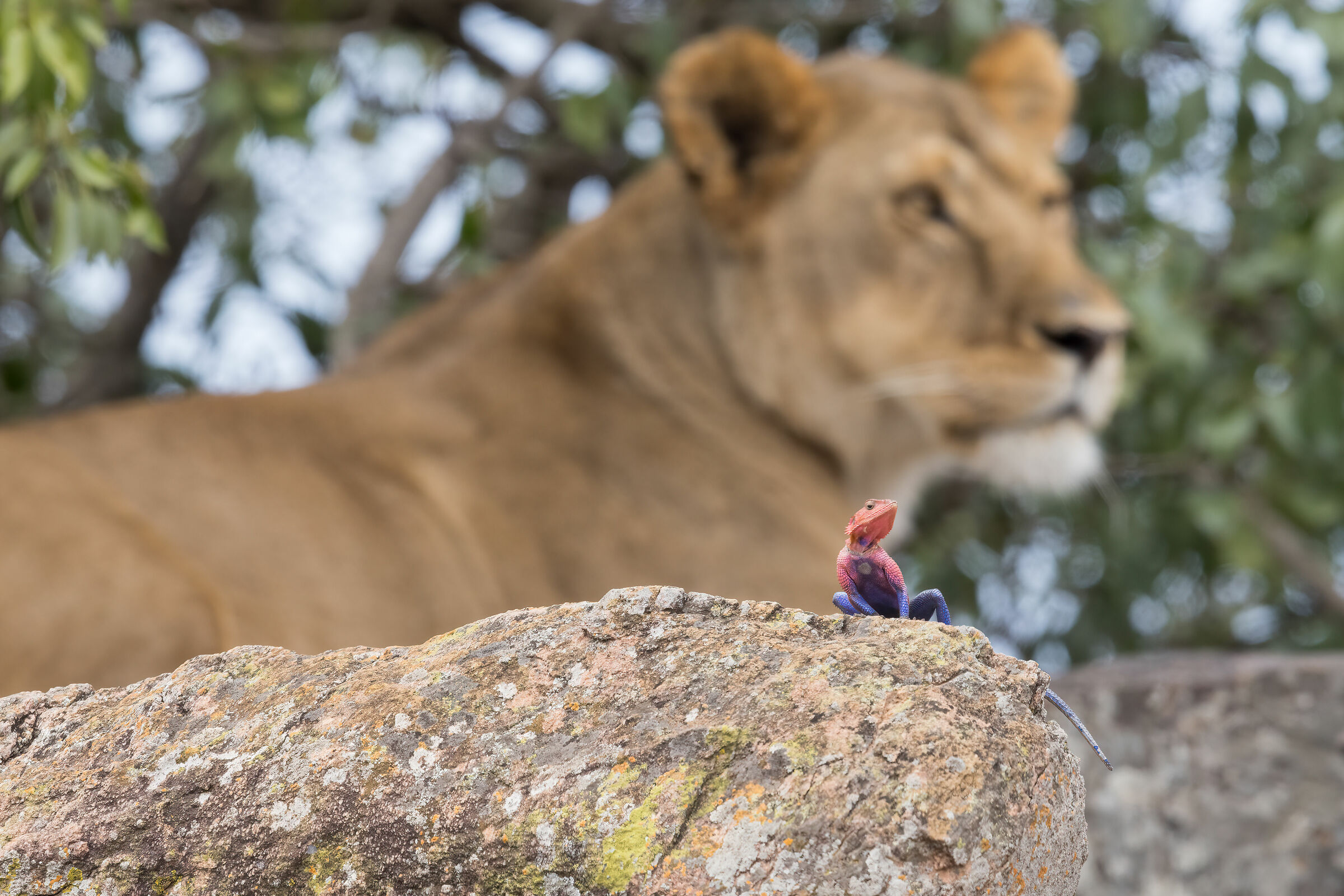 Lioness with Agama, Cheetah, Masai Mara Game Reserve ...