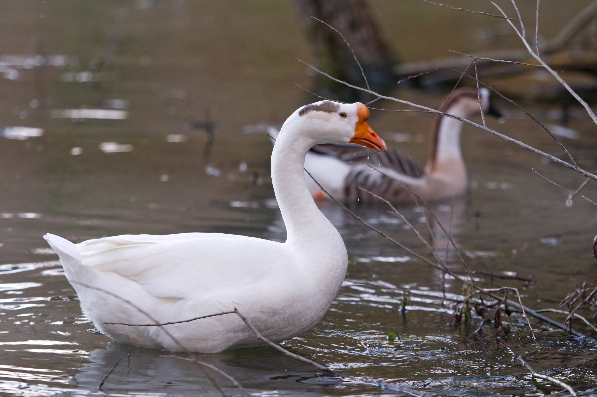Guinea swan goose...