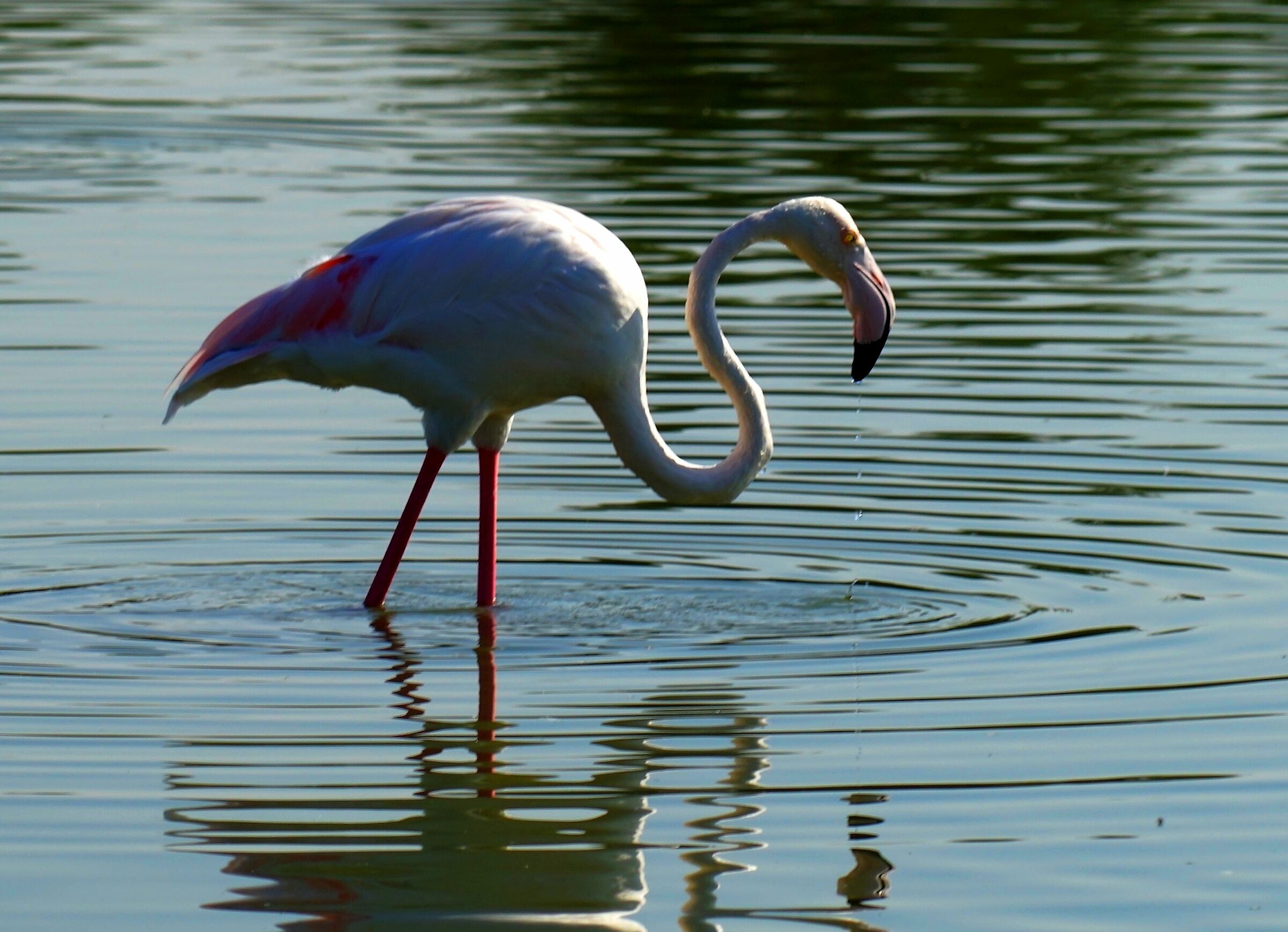 Flamingo in the Oasis...