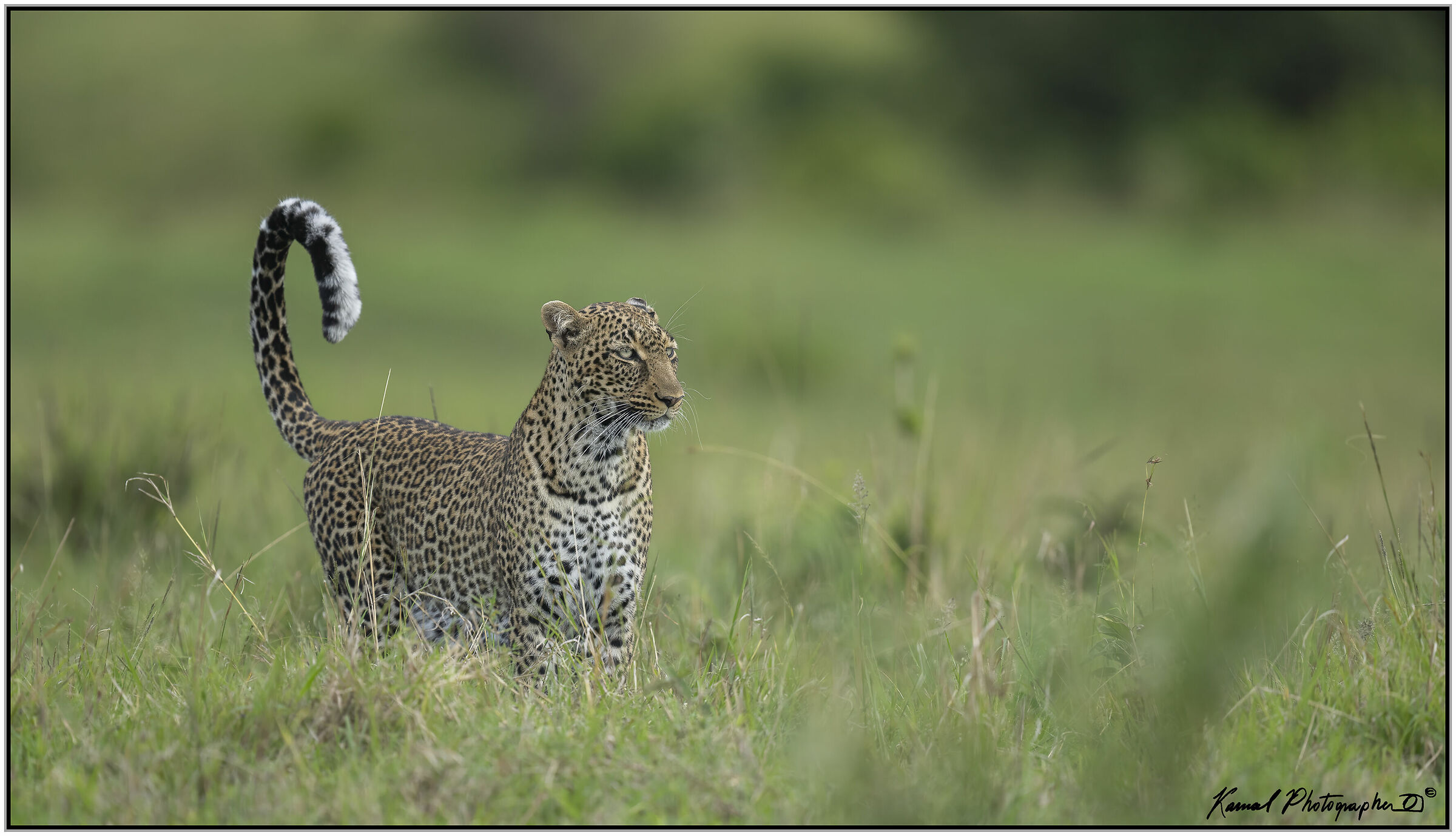  Leopard (Panthera pardus)...