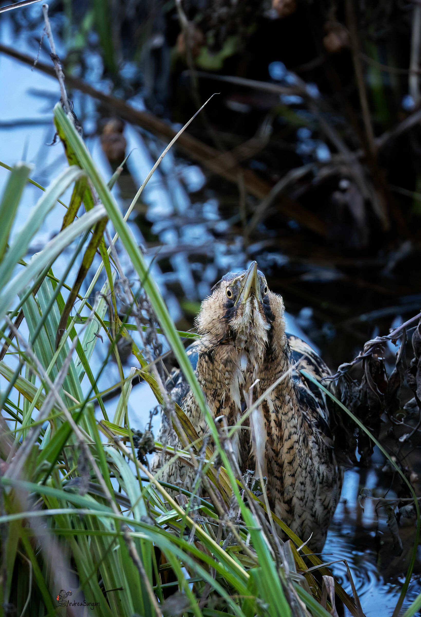Close encounter with the bittern...