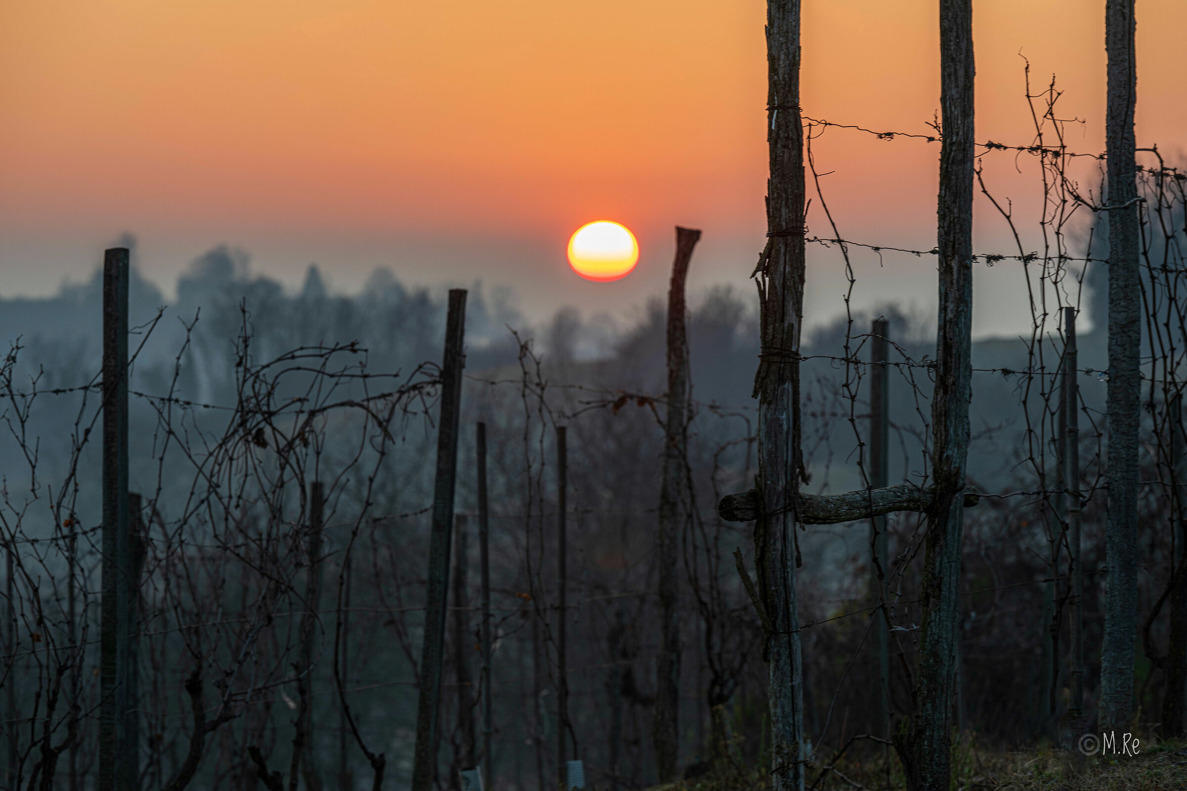 The sun rises through the vineyards...