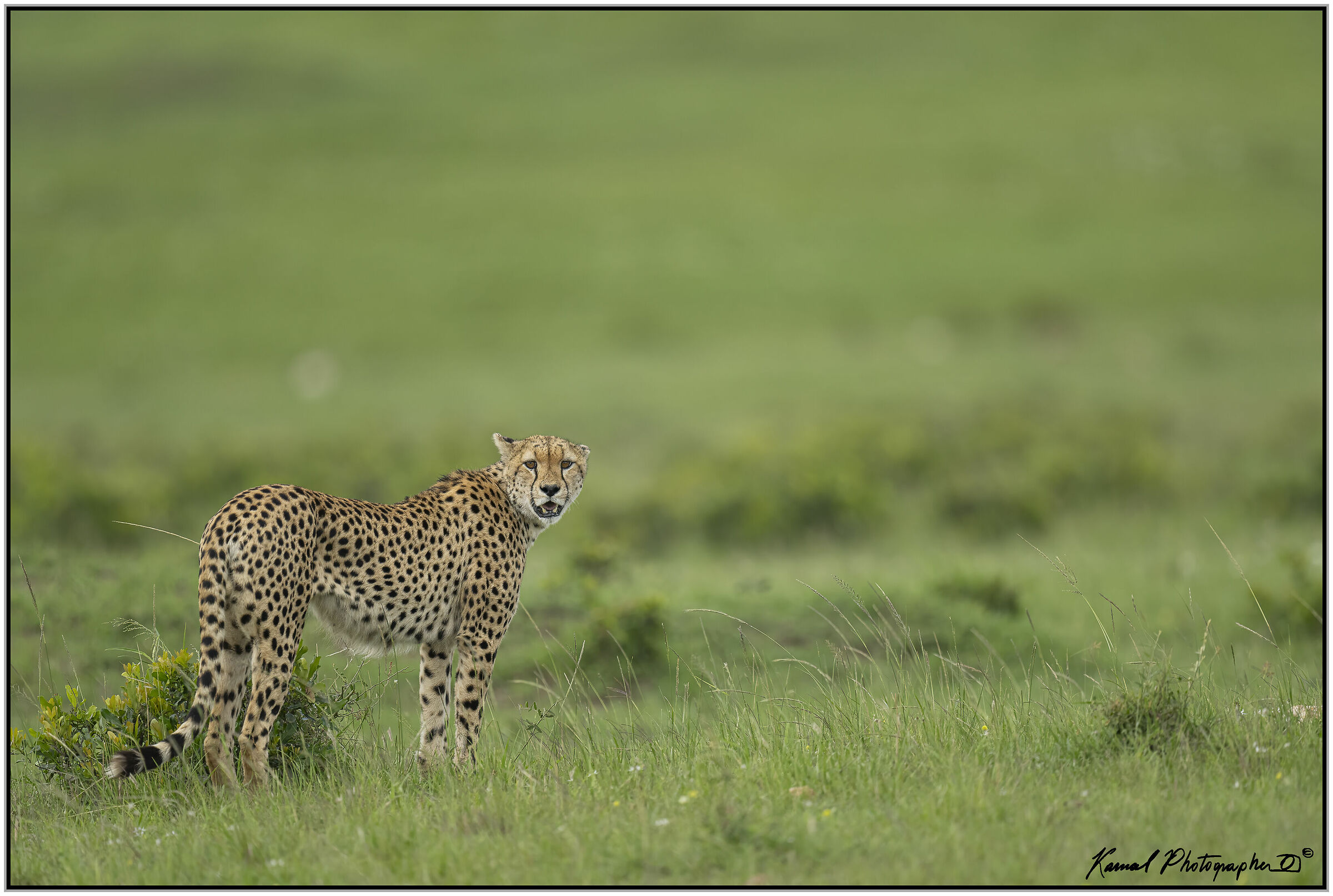 Cheetah (Acinonyx jubatus)...