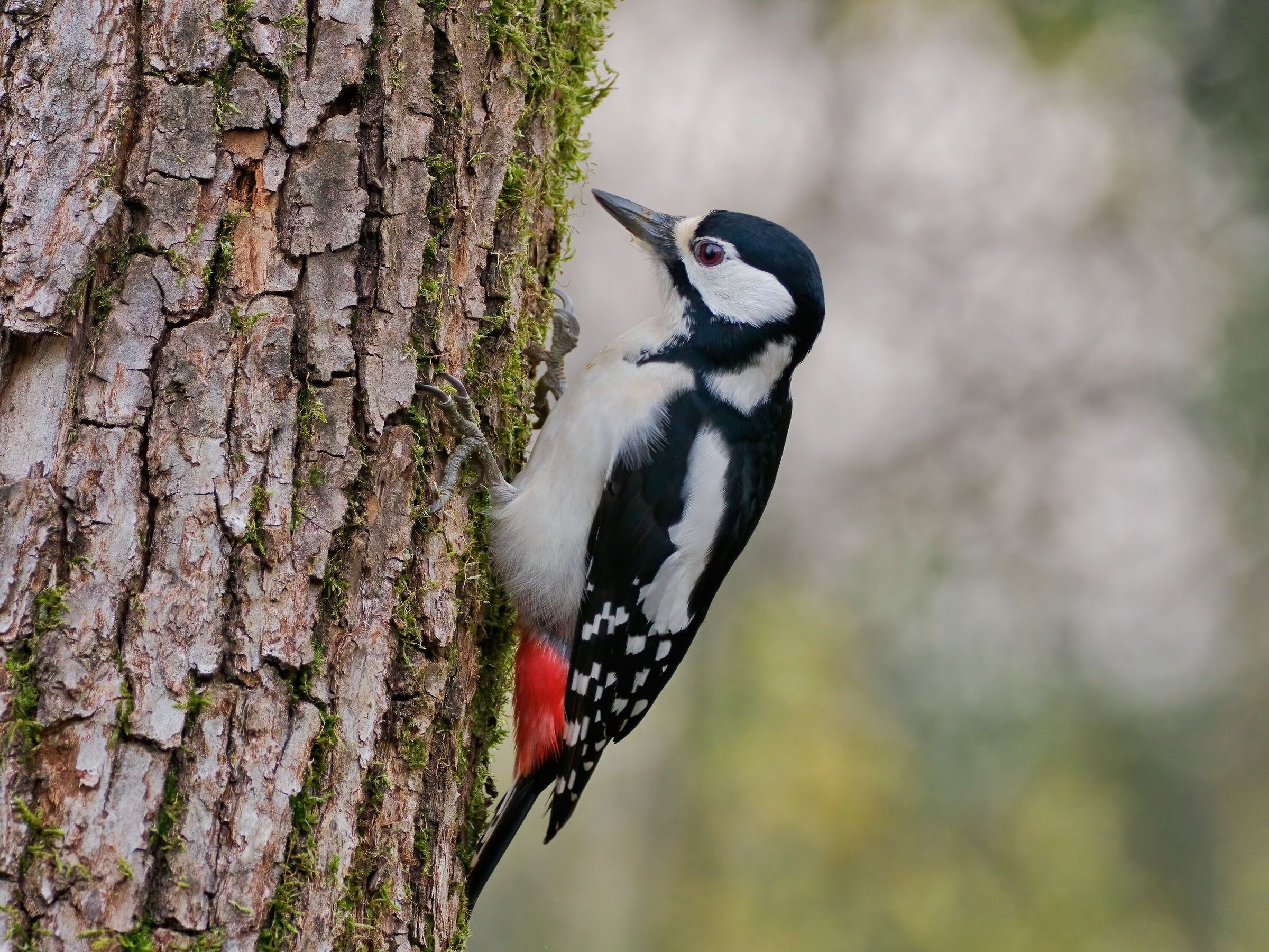 Great spotted woodpecker (f)...