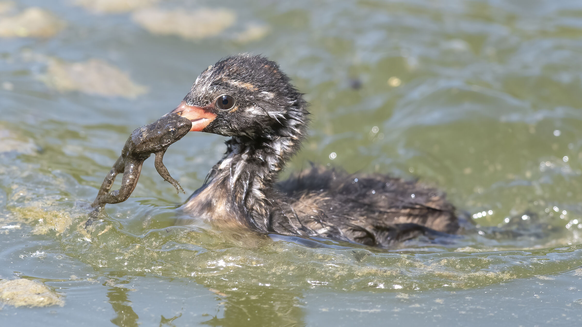 Young little grebe on the hunt...