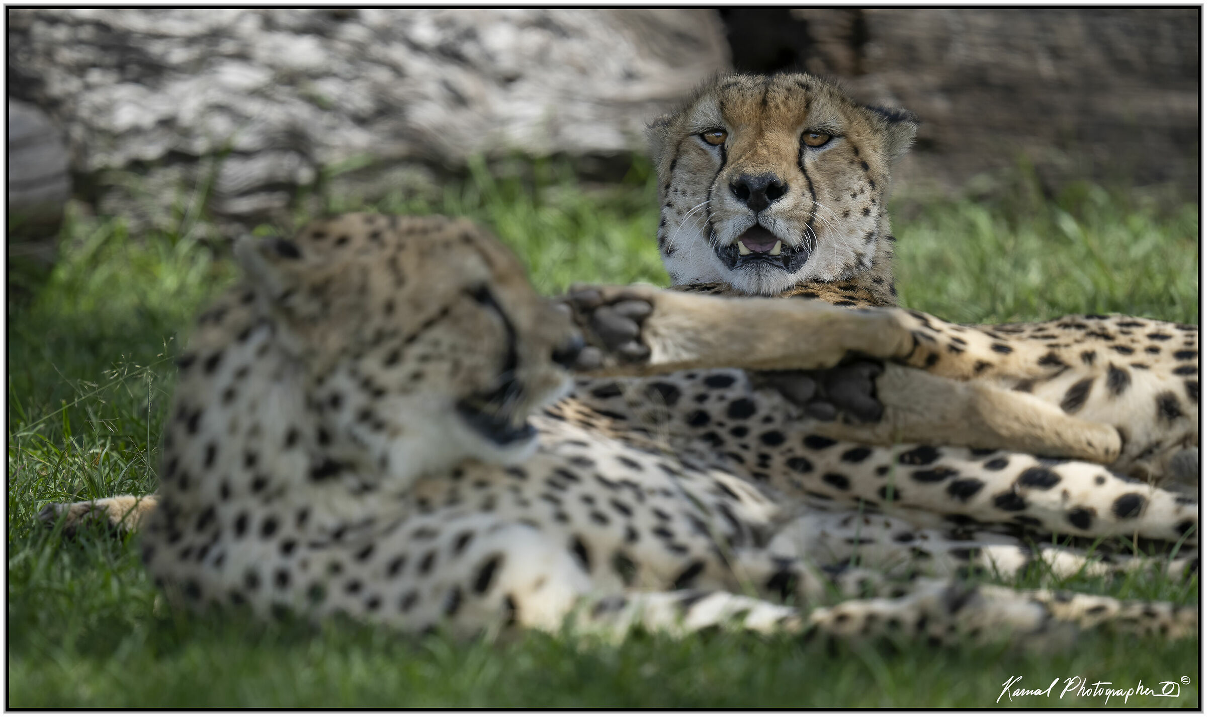 Cheetah (Acinonyx jubatus)...
