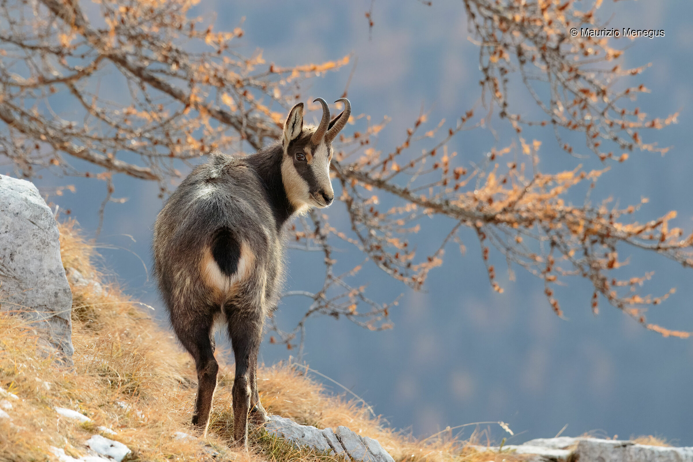 Subadult male chamois in November Dolomites ...