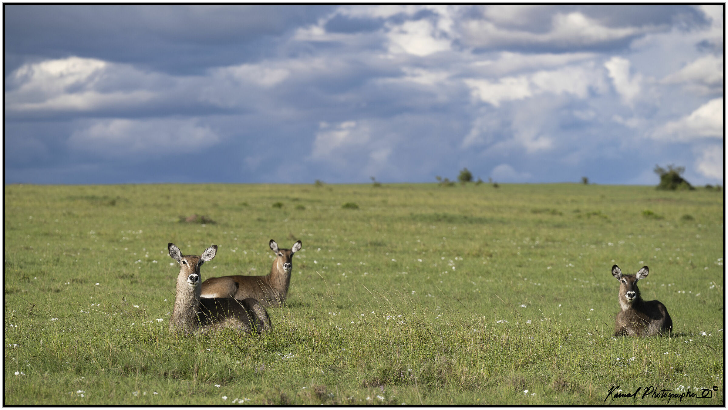 Water Antelope (Kobus ellipsiprymnus)...