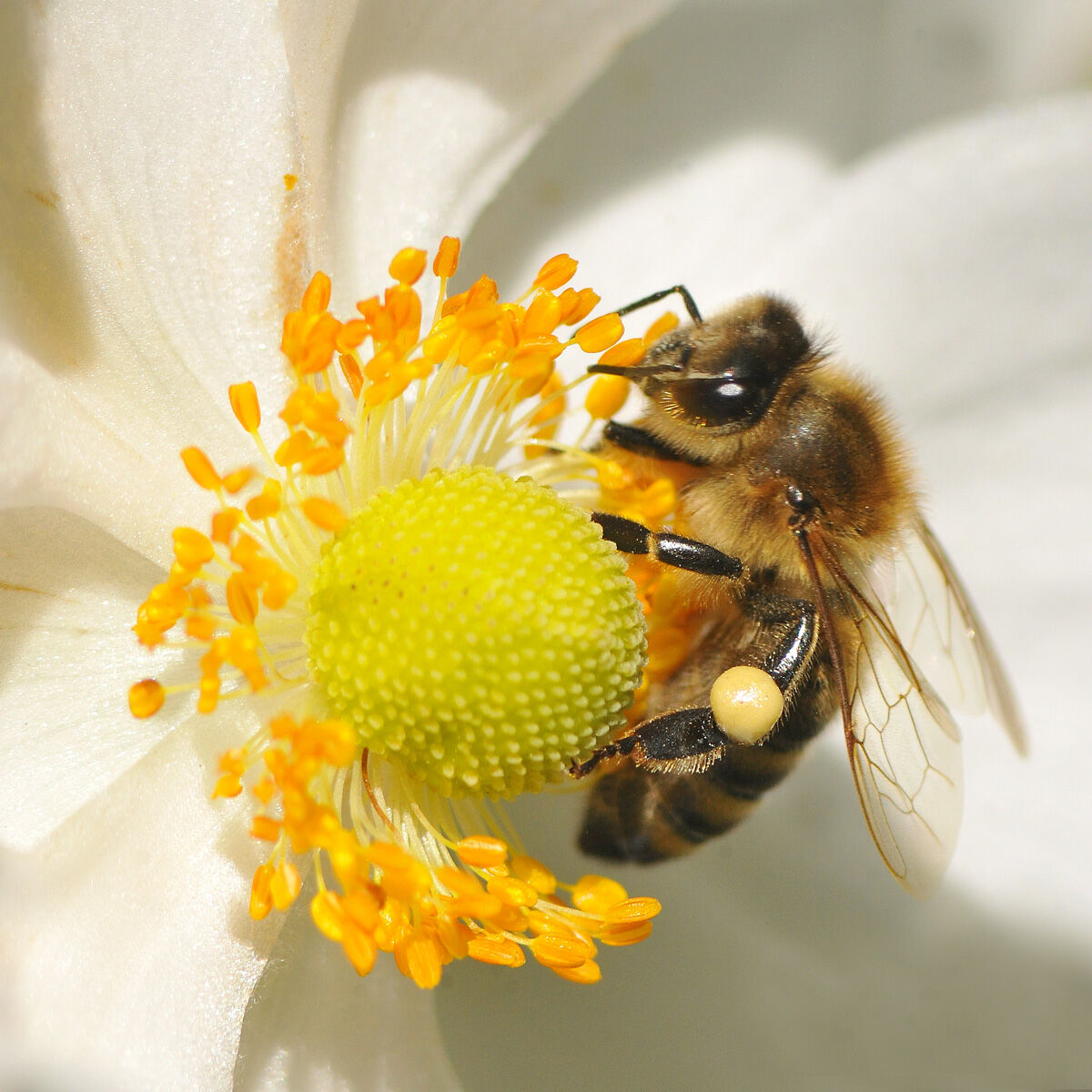 Bee on anemone japonica...
