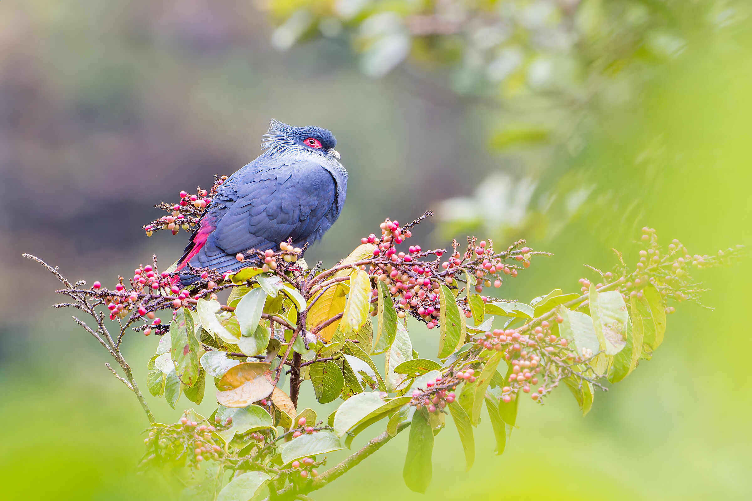 Blue pigeon from Madagascar...