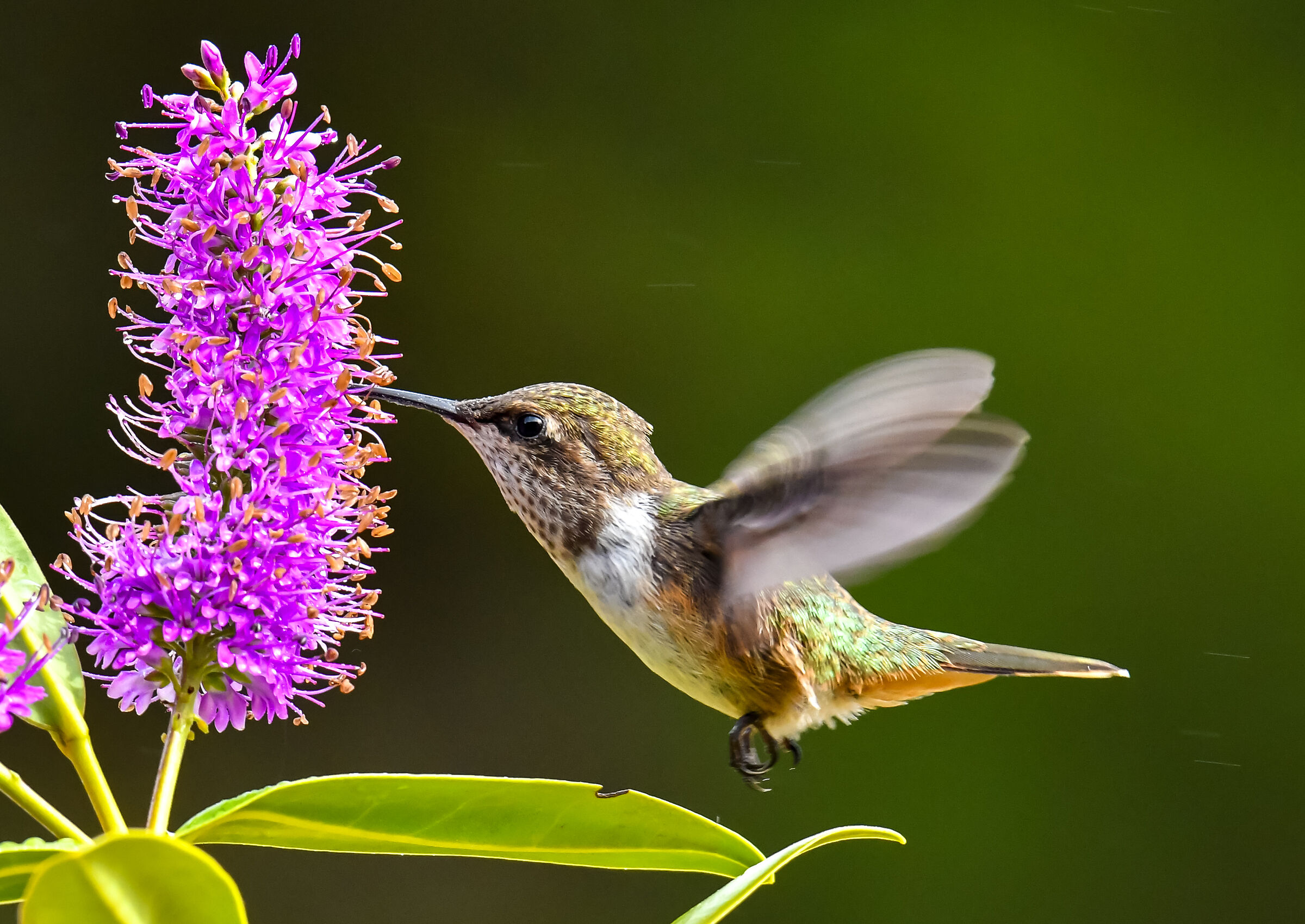 The Flight of the Hummingbird...