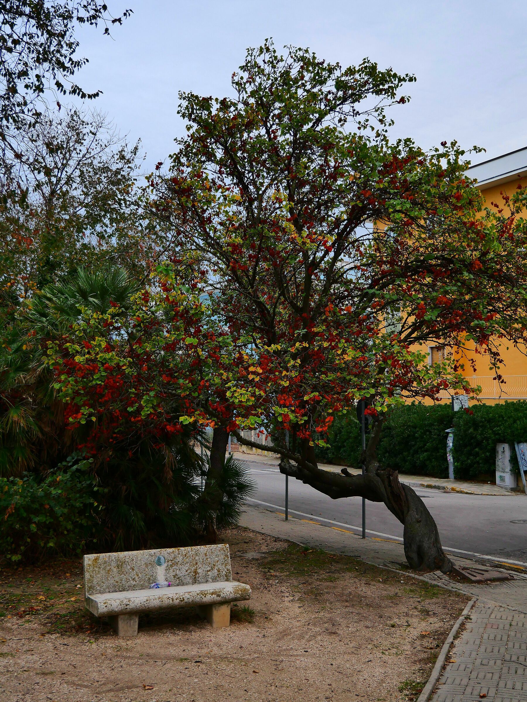 Tree and Bench - Giardinetti...