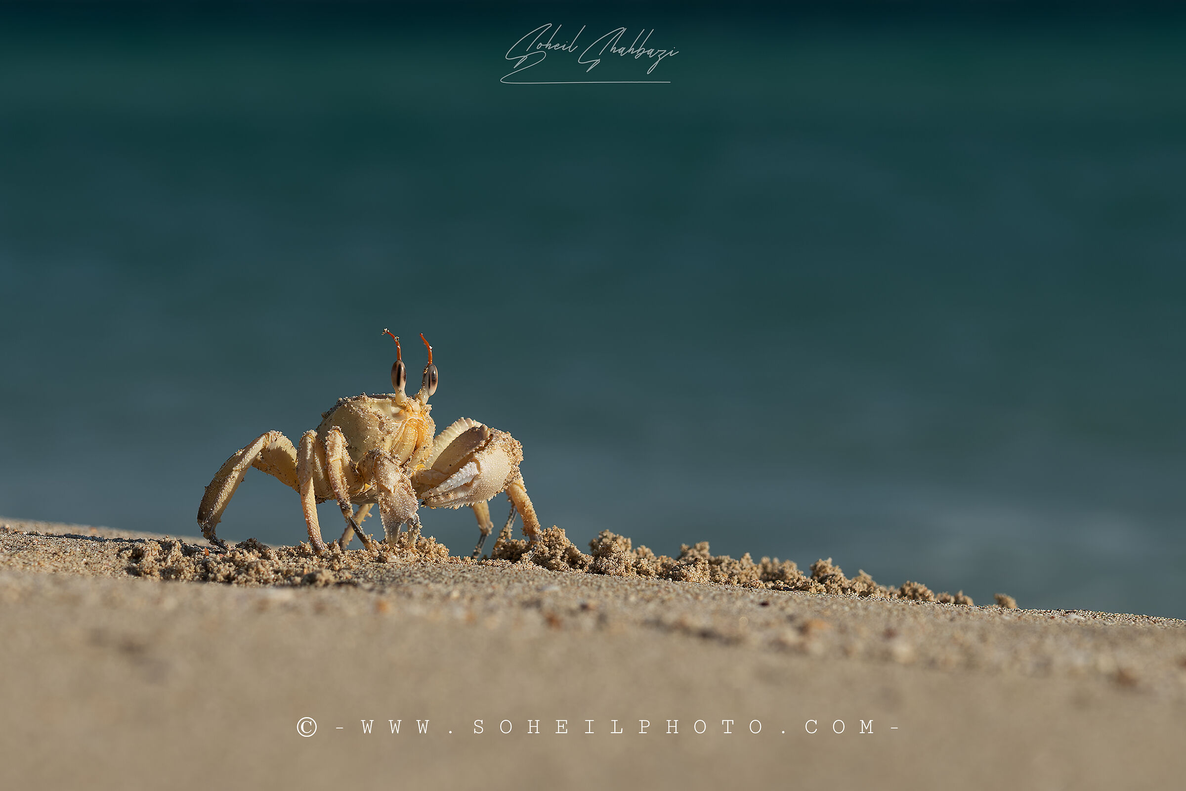Gost Crab...