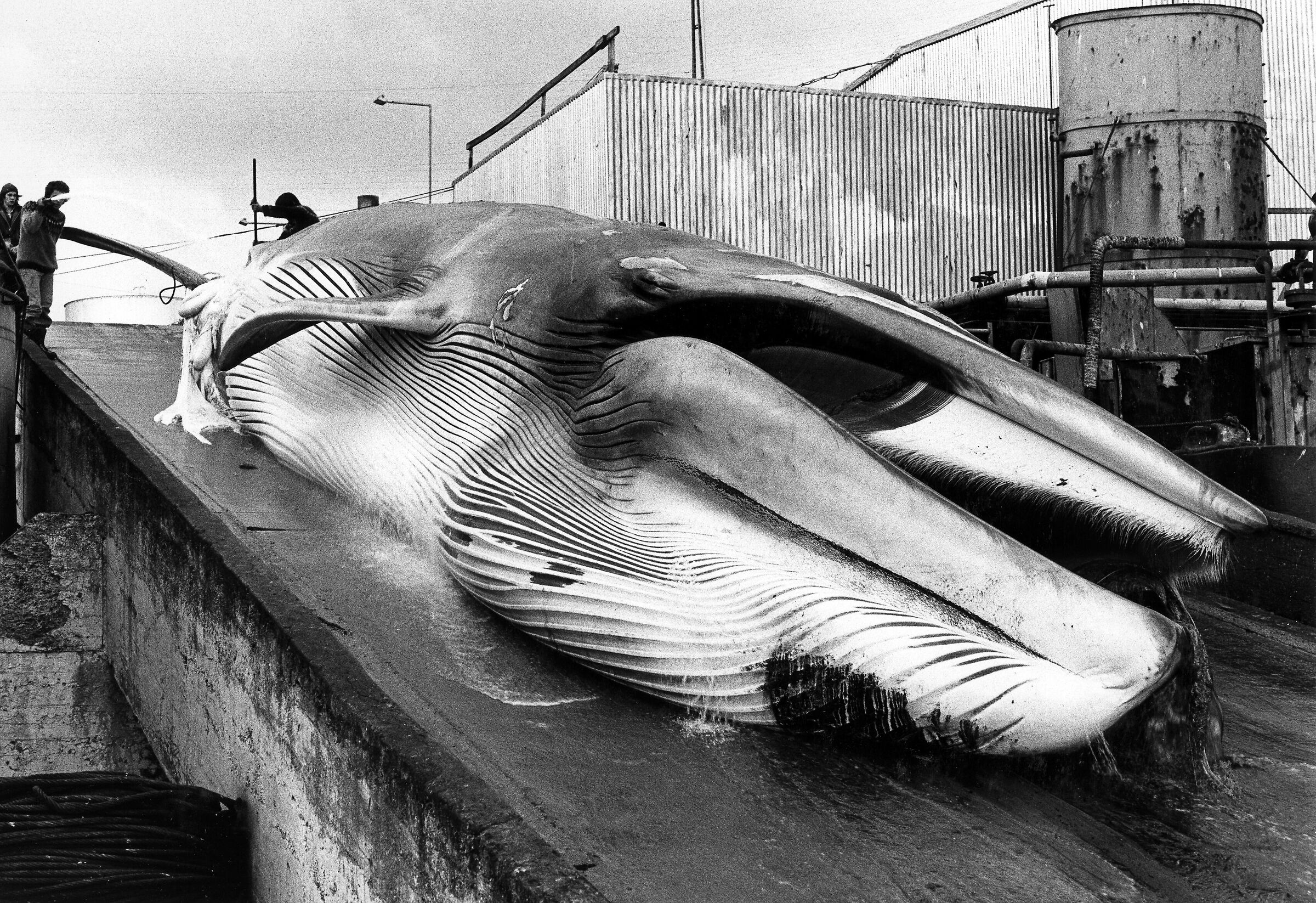 islande 1976  fin whale...