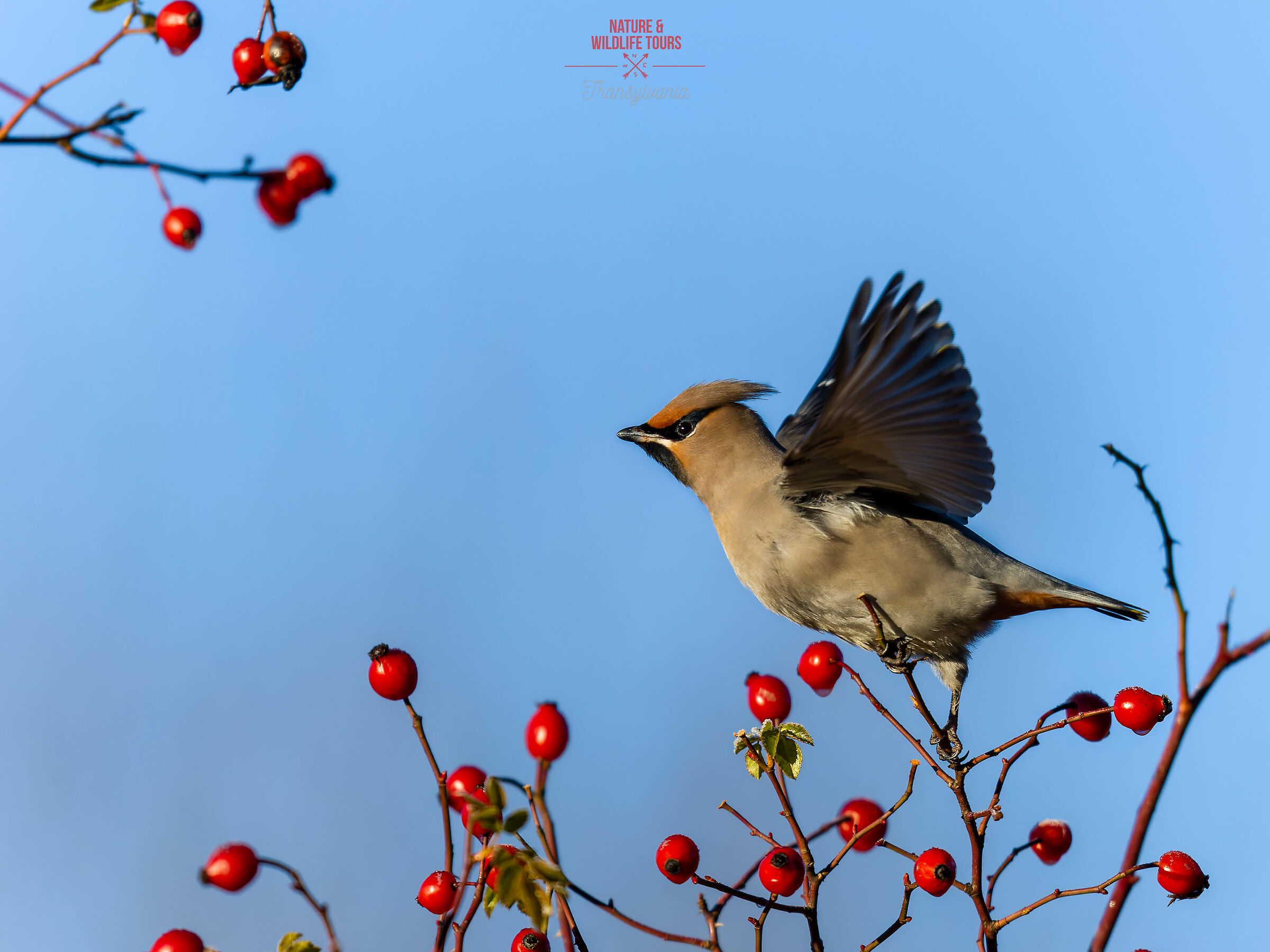 Waxwing on wing...