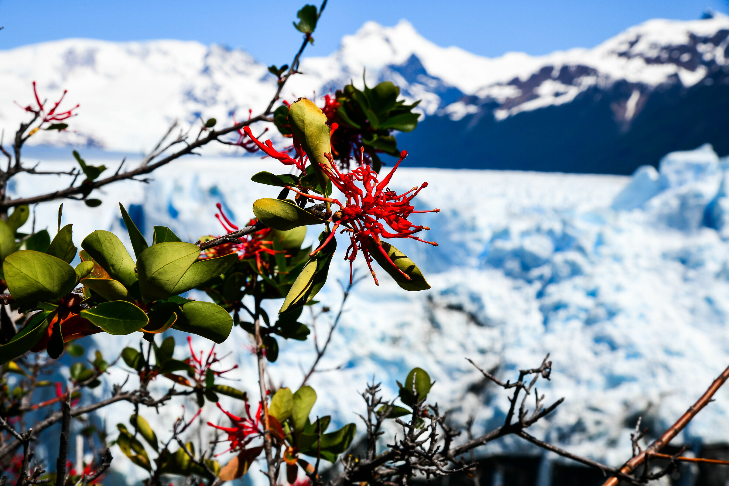 flowers and ice on Perito Moreno...