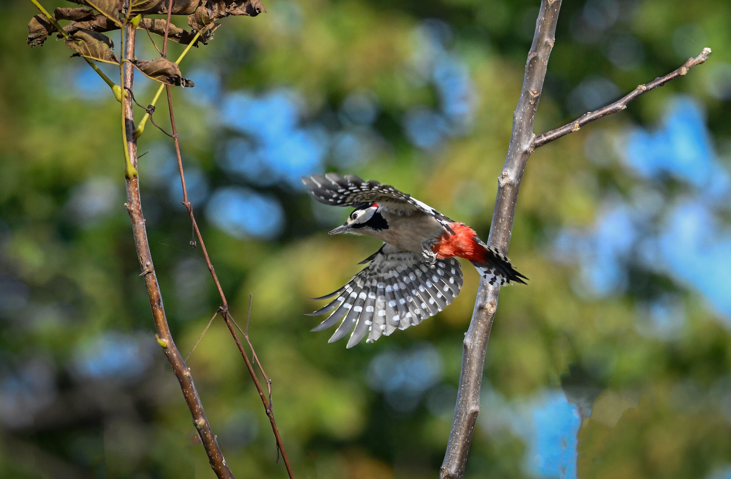 Woodpecker in flight #capannocora...