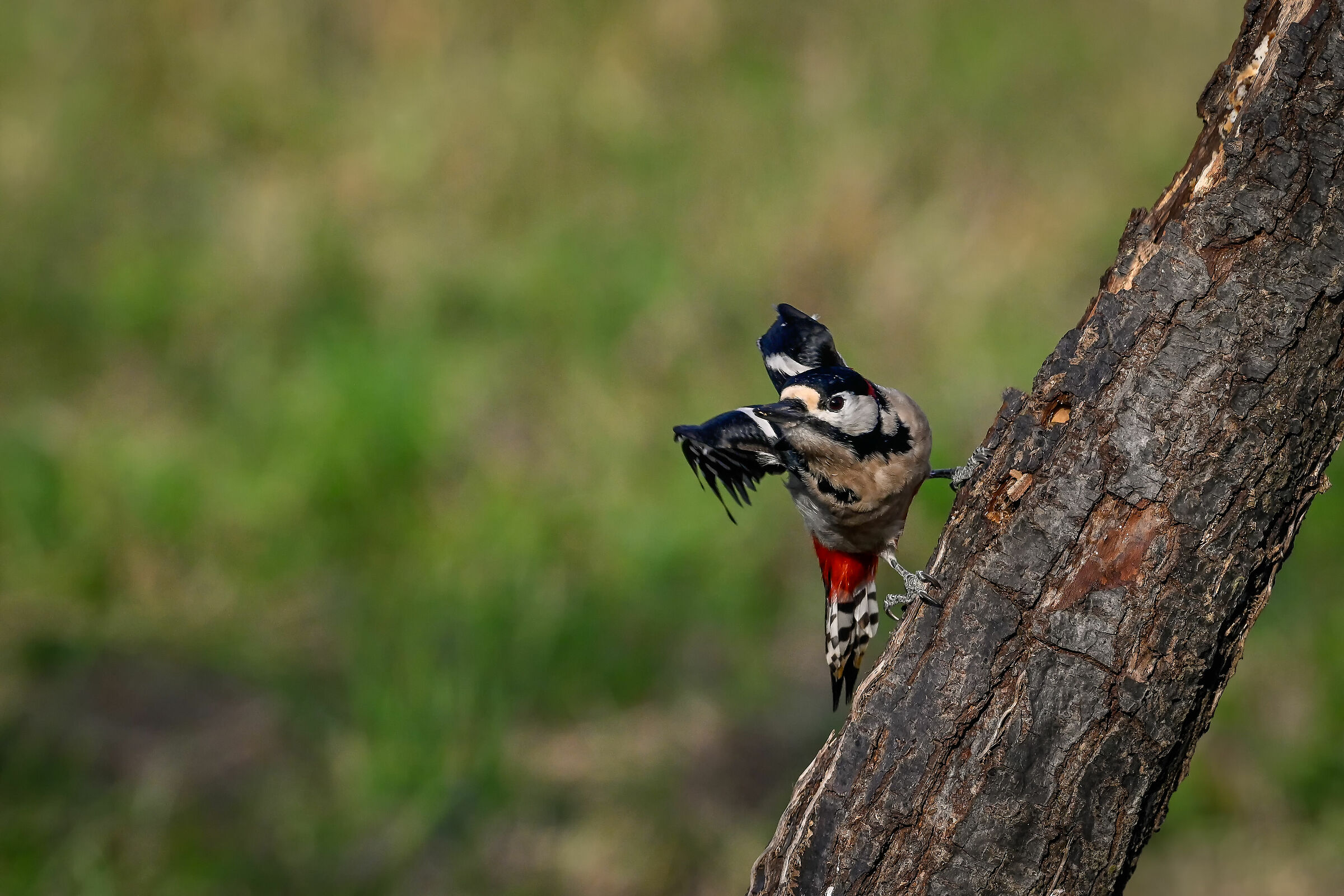 Spotted woodpecker #capannocora "ready to go"...