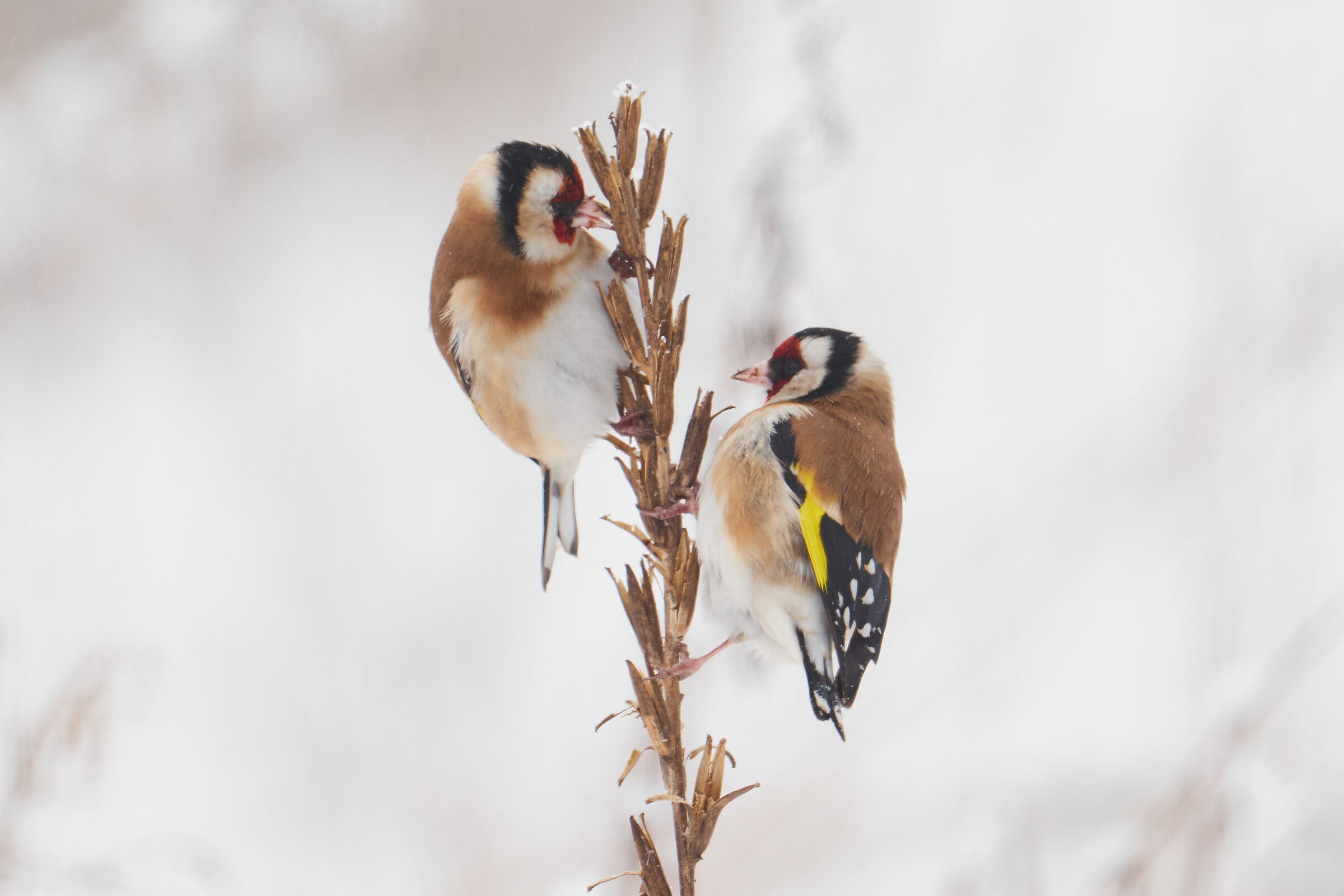 Goldfinch ( Carduelis Carduelis )...