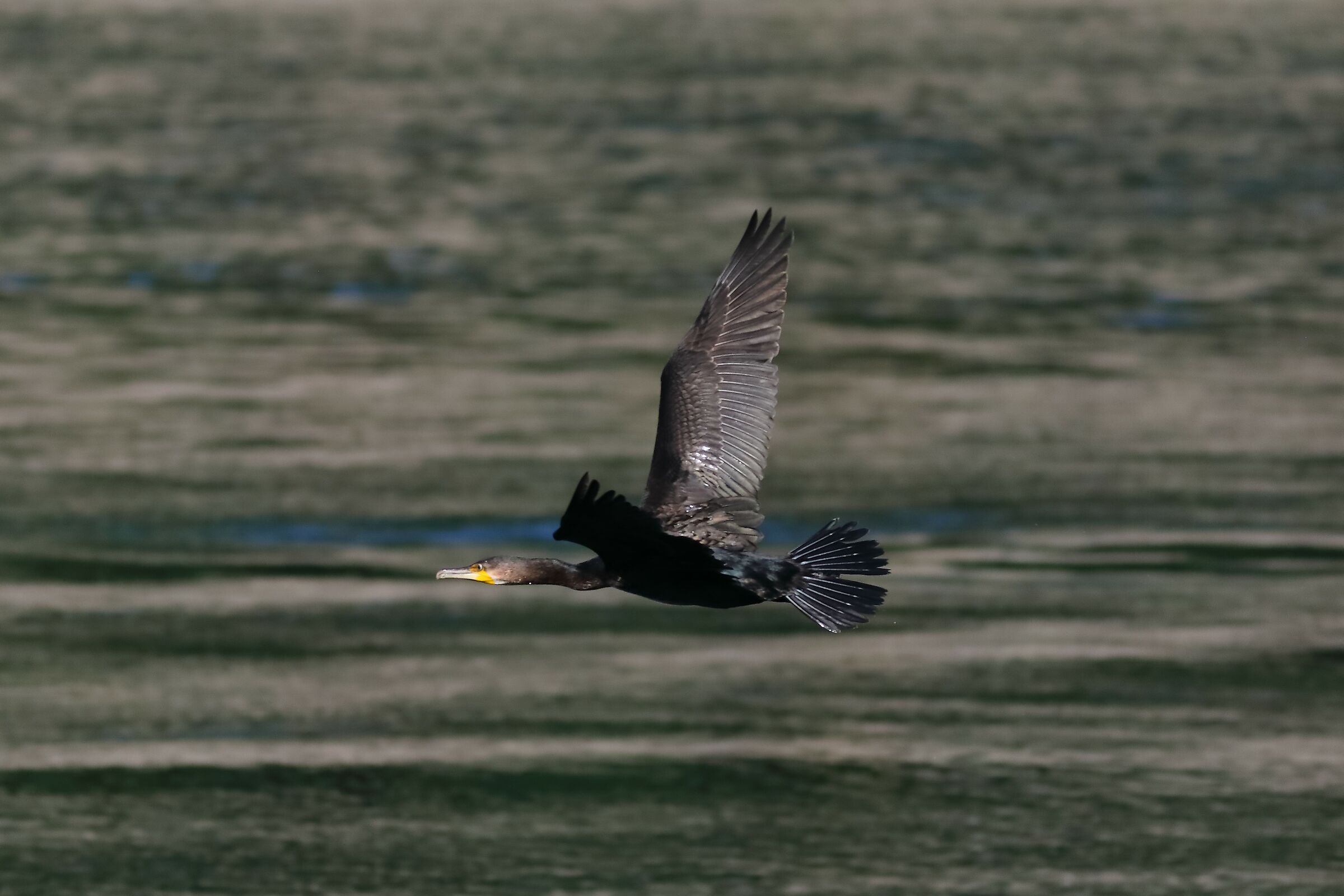 Cormorant 09-08-2023...