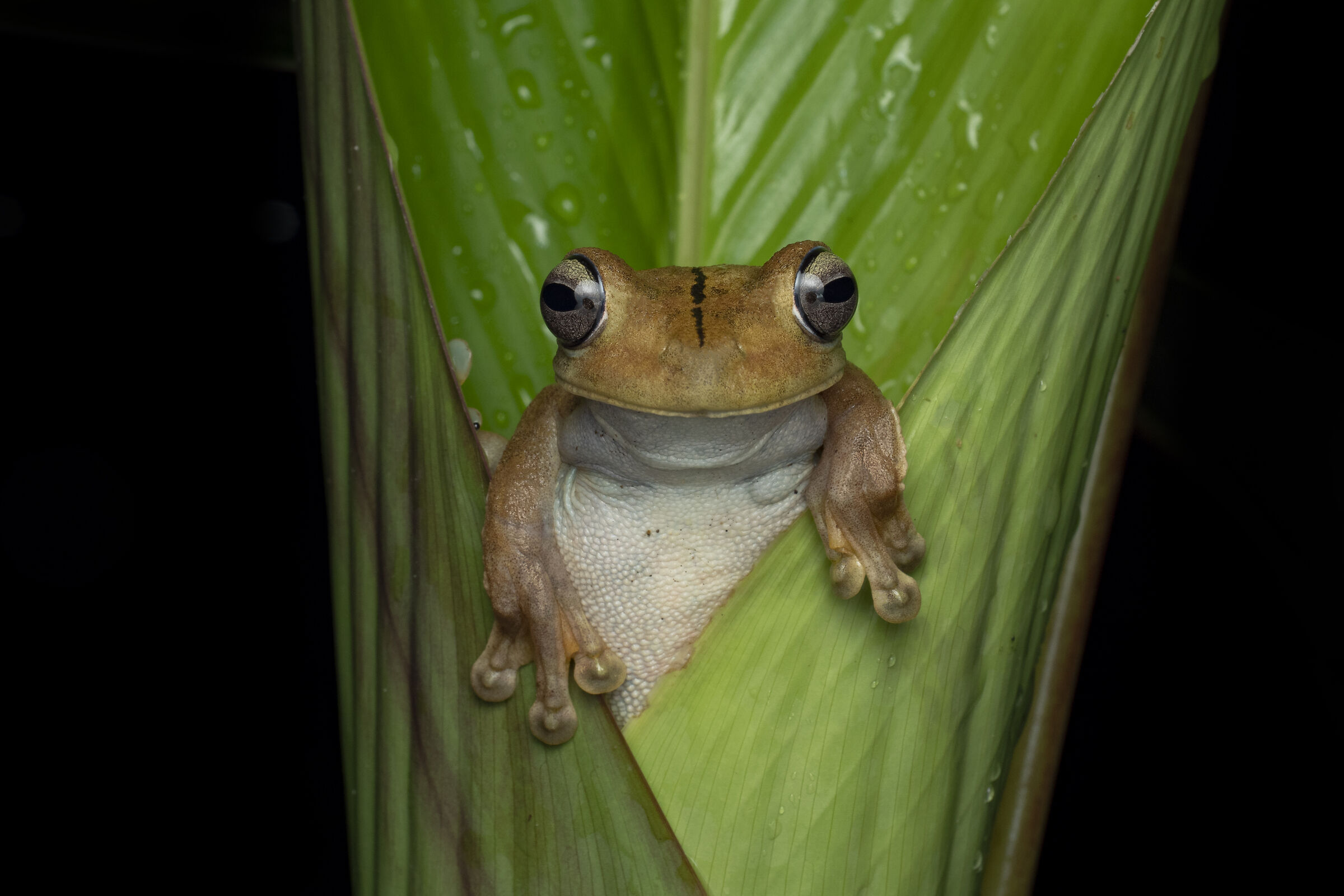 Gladiatore Tree Frog che si arrampica su una foglia emergente ...