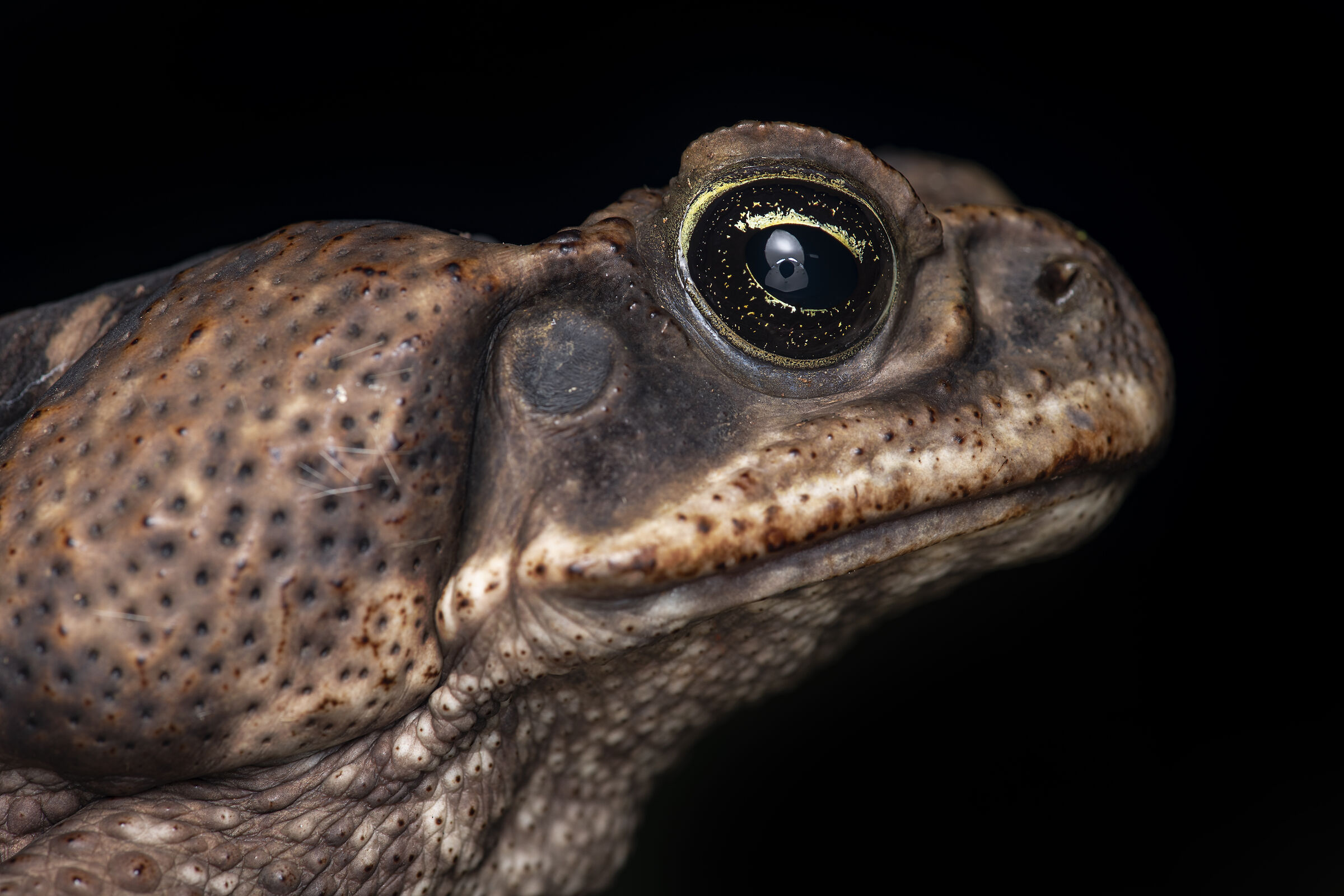Cane Toad Profile...