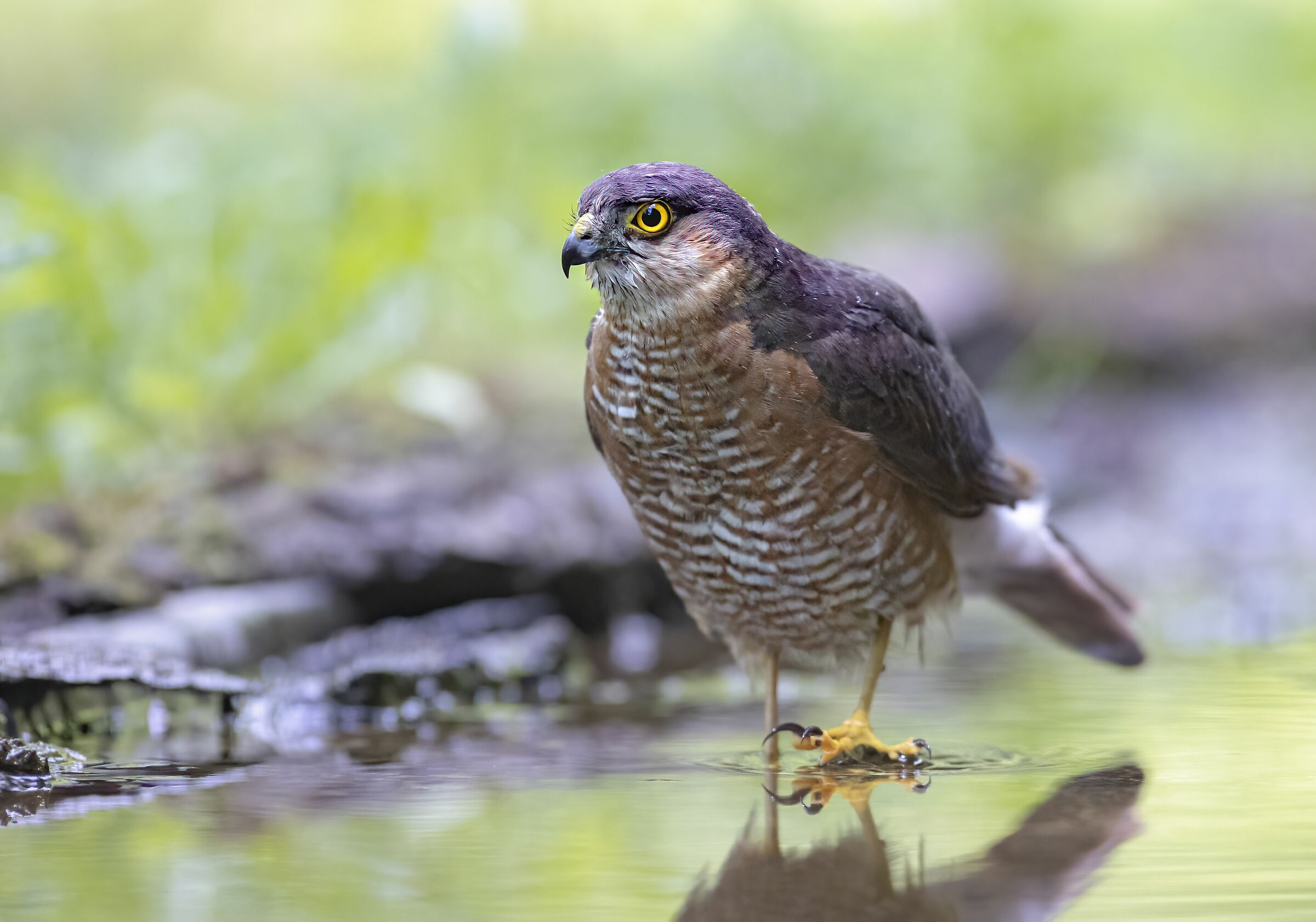 shallow waters for the sparrowhawk...