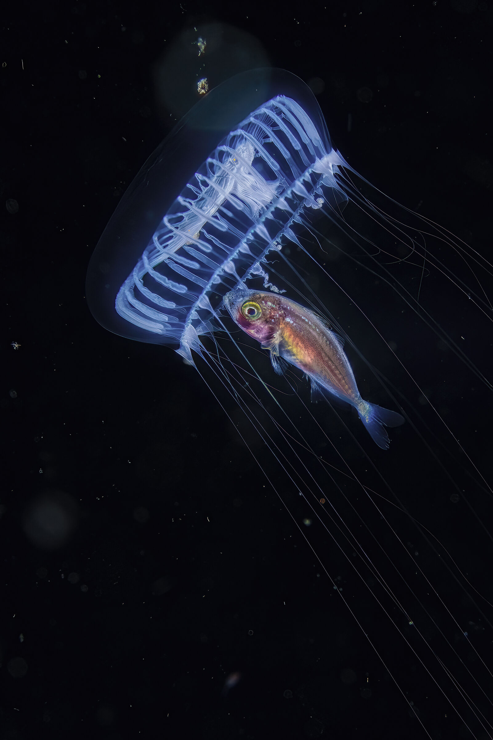 Fish in protection inside a jellyfish ...