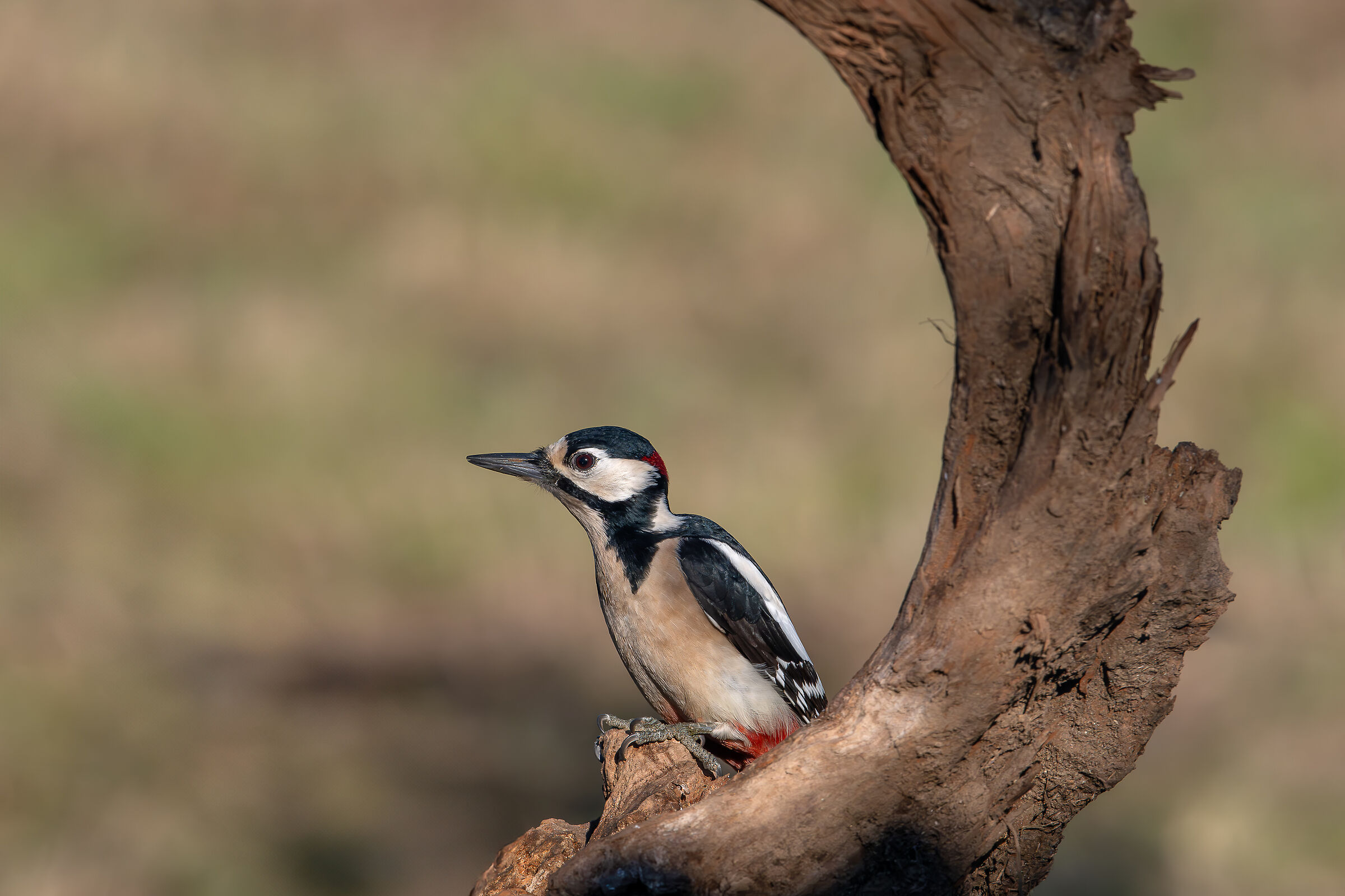 Spotted woodpecker #capannocora...