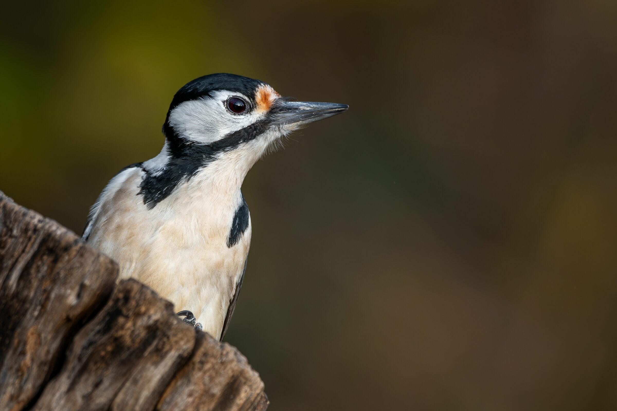 Spotted Woodpecker...